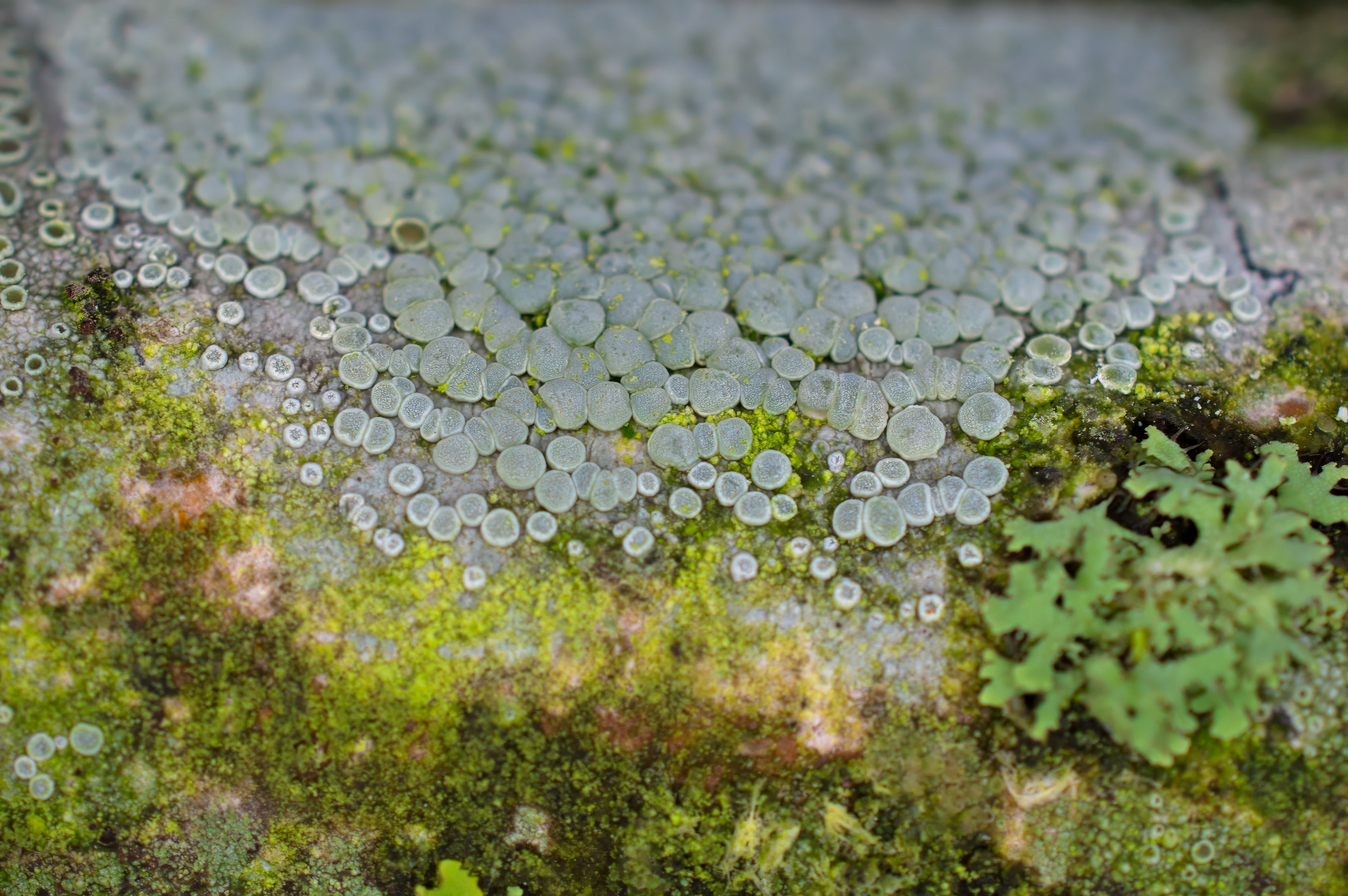 Lecanora carpinea, Kullaberg (Sweden). Photo: Lars-Salomon. CC BY-NC 4.0.