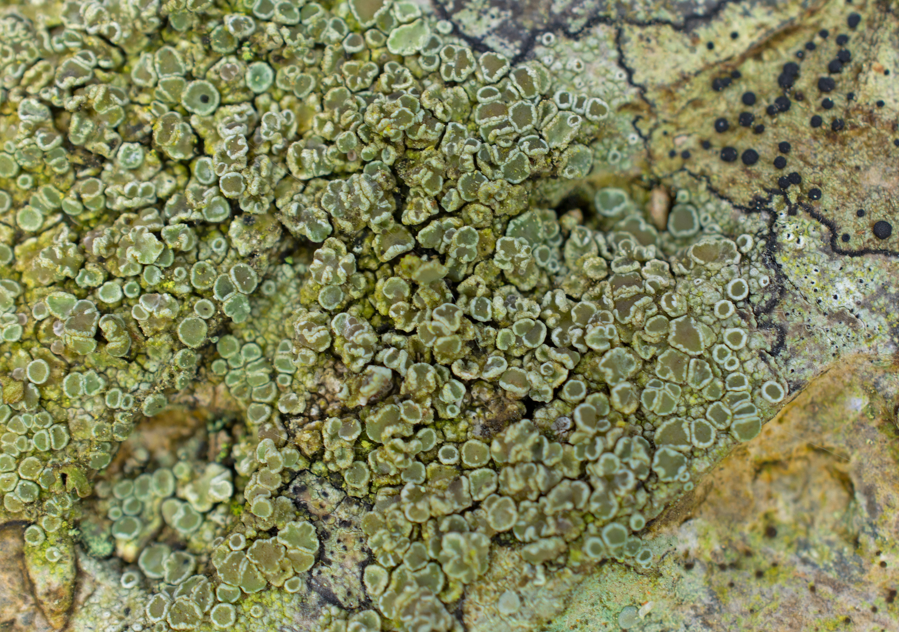 Lecanora chlarotera, Kullaberg (Sweden). Photo: Lars Salomon. CC BY-NC 4.0.