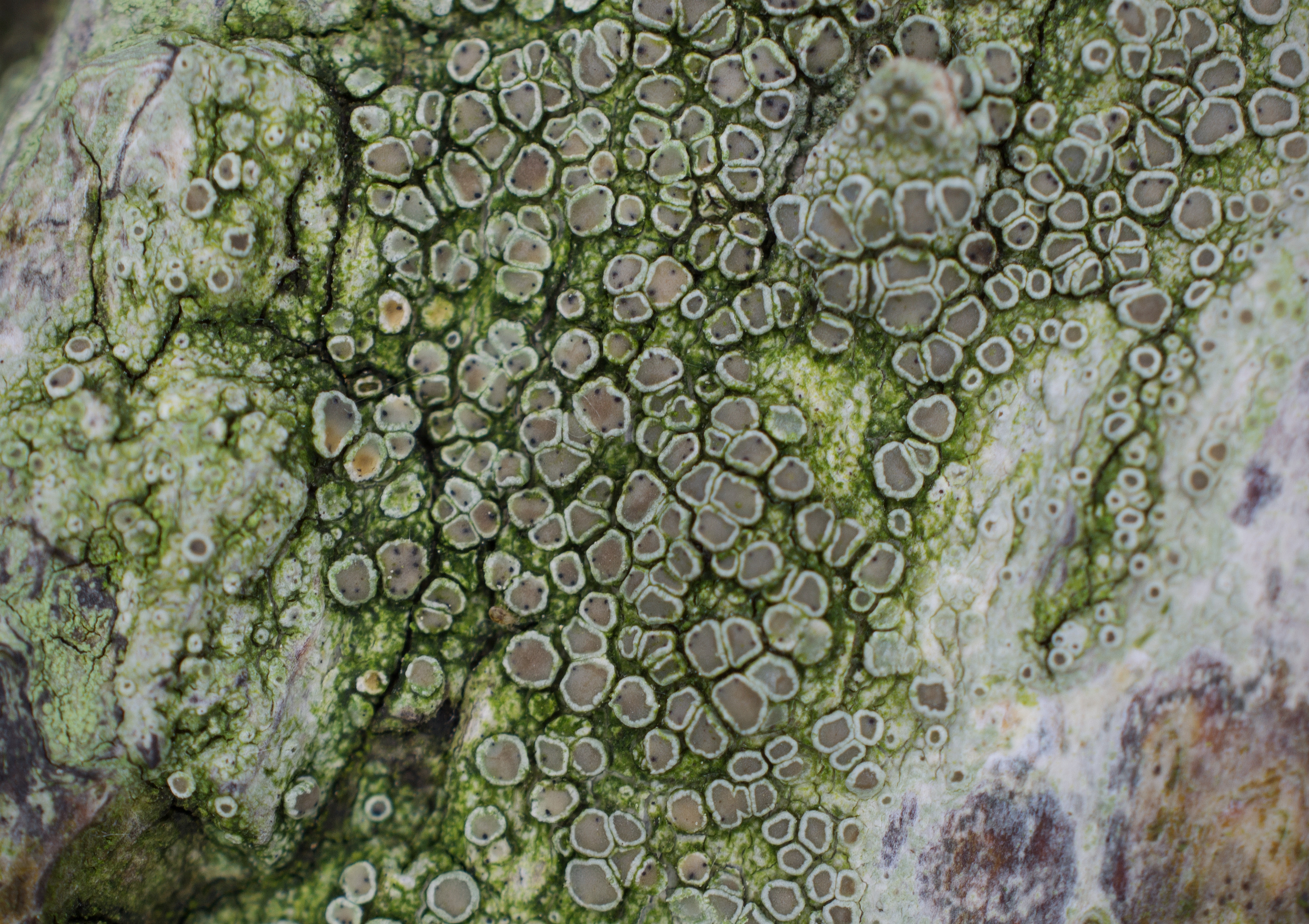 Lecanora chlarotera, Kullaberg (Sweden). Photo: Lars-Salomon. CC BY-NC 4.0.