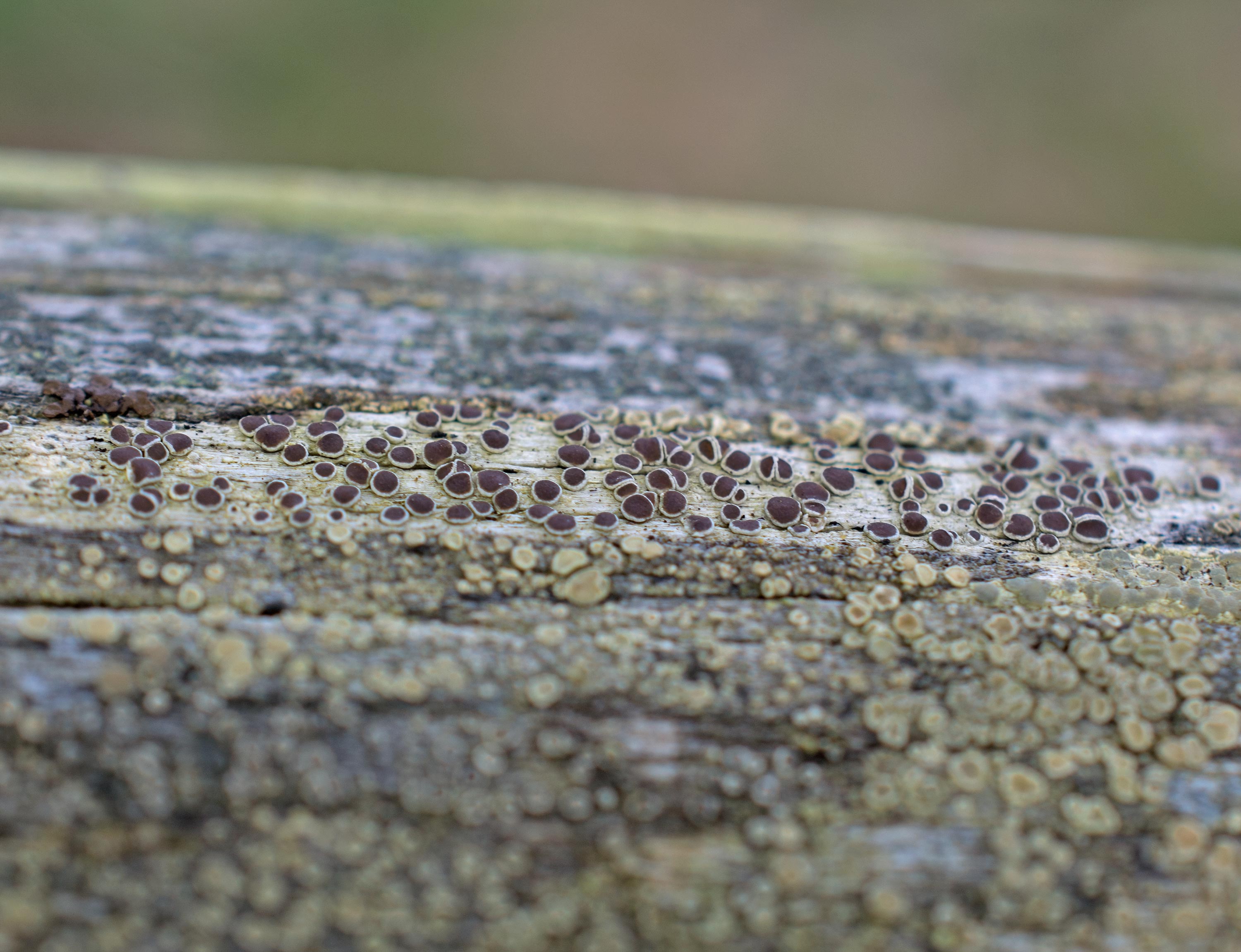 Lecanora circumborealis, Kulla Gunnarstorp (Sweden). Photo: Lars Salomon. CC BY-NC 4.0.