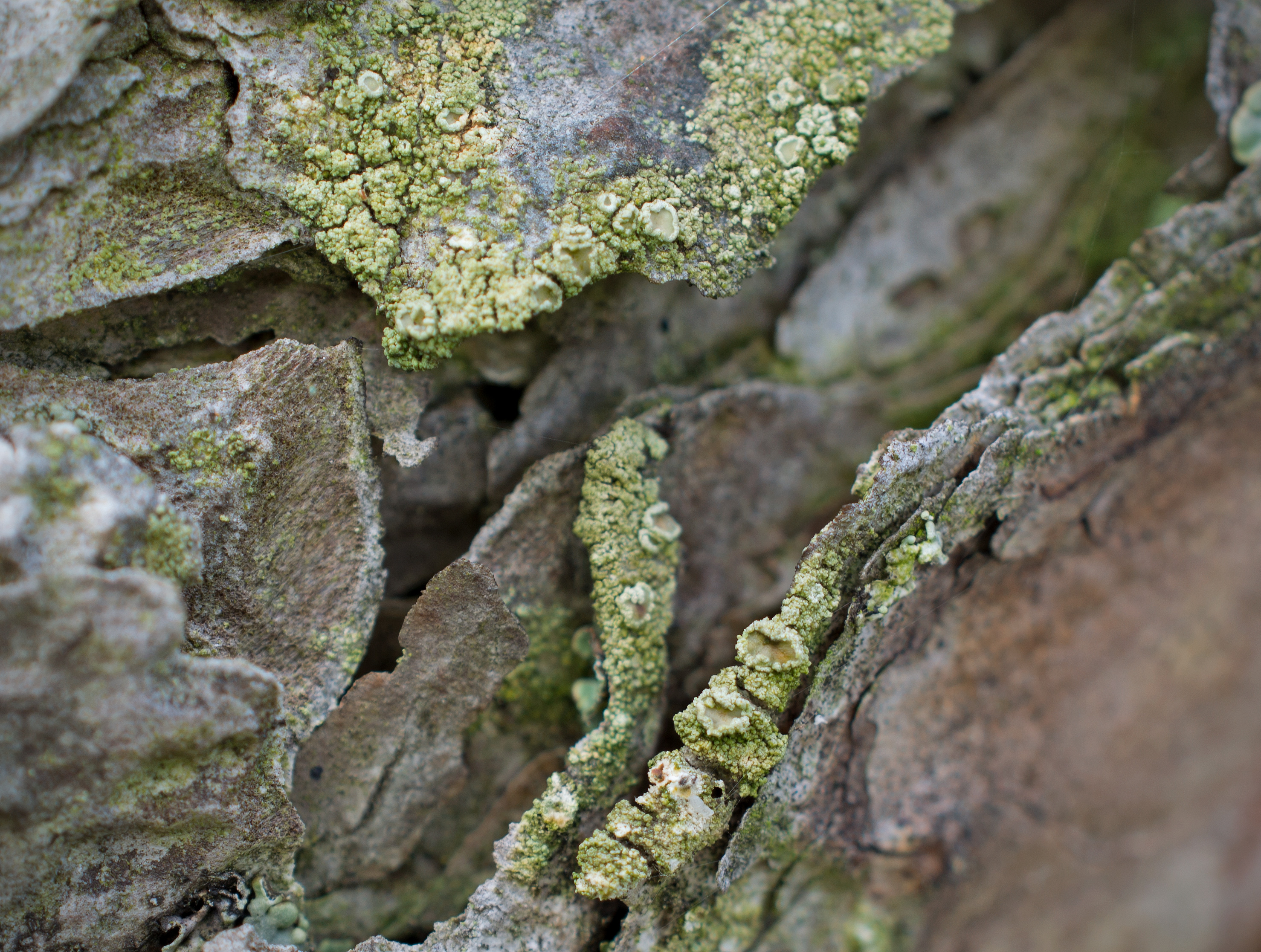 Lecanora conizaeoides, Kullaberg (Sweden). Photo: Lars-Salomon. CC BY-NC 4.0.