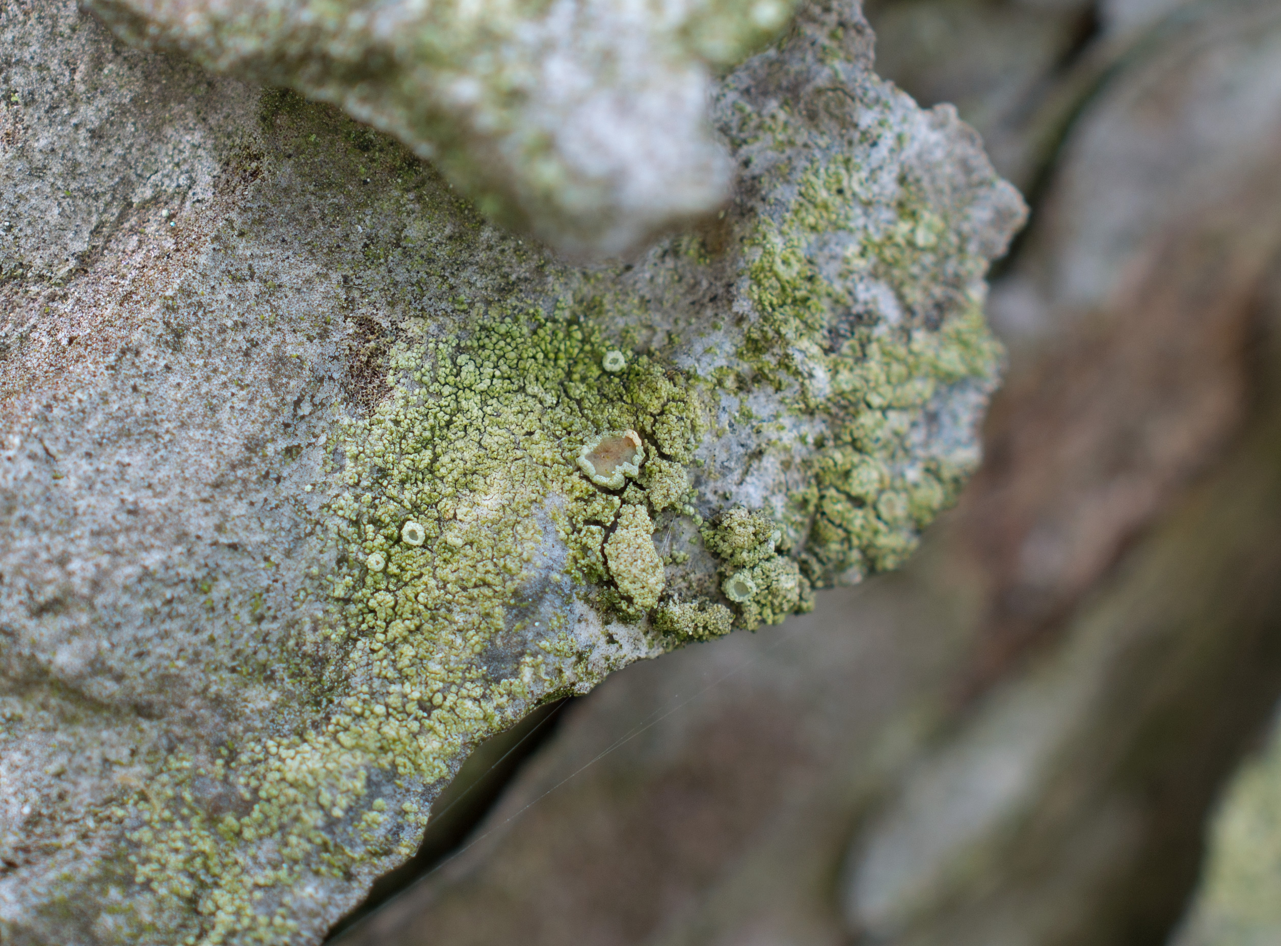 Lecanora conizaeoides, Kullaberg (Sweden). Photo: Lars-Salomon. CC BY-NC 4.0.