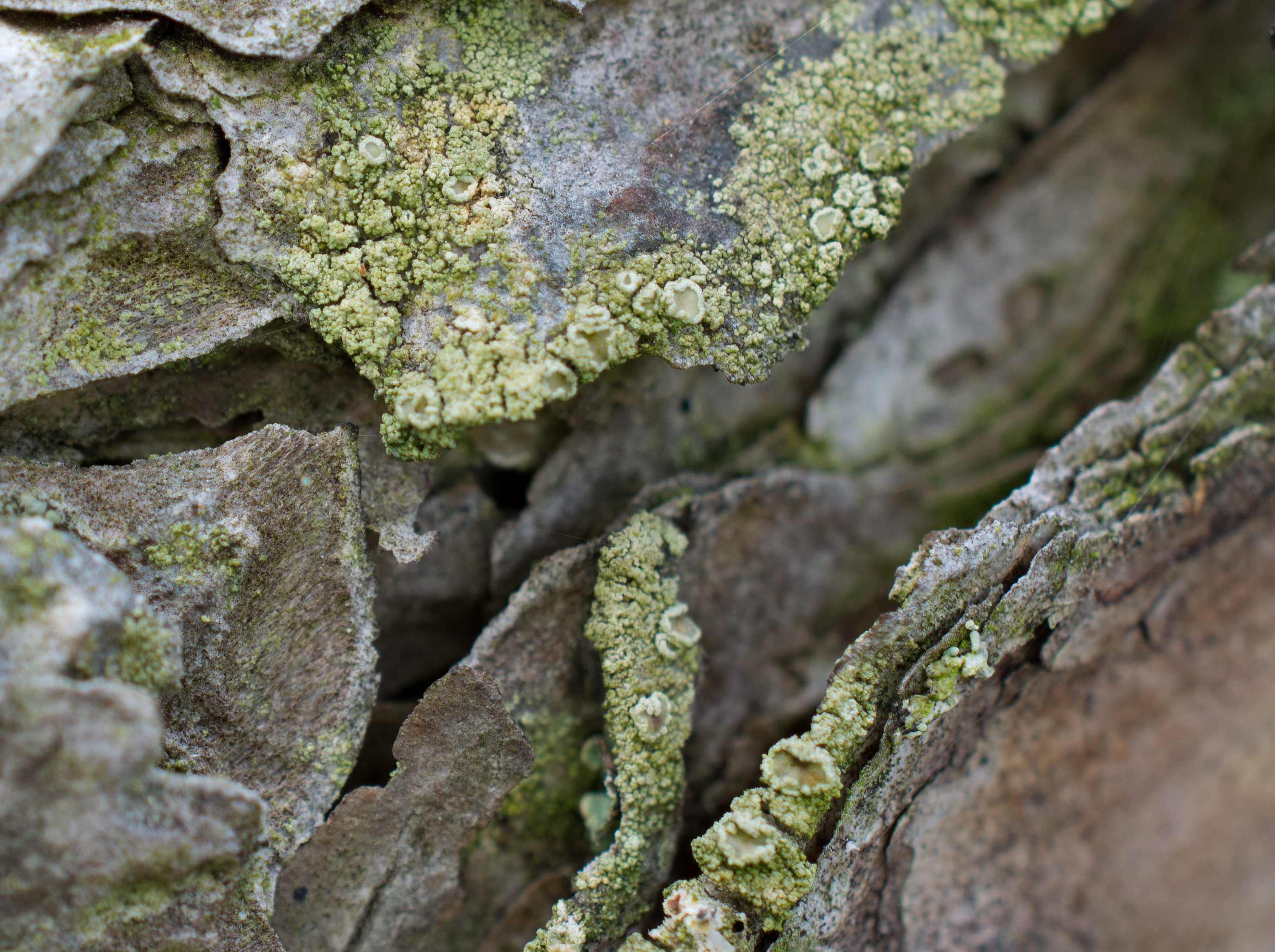 Lecanora conizaeoides, Kullaberg (Sweden). Photo: Lars-Salomon. CC BY-NC 4.0.