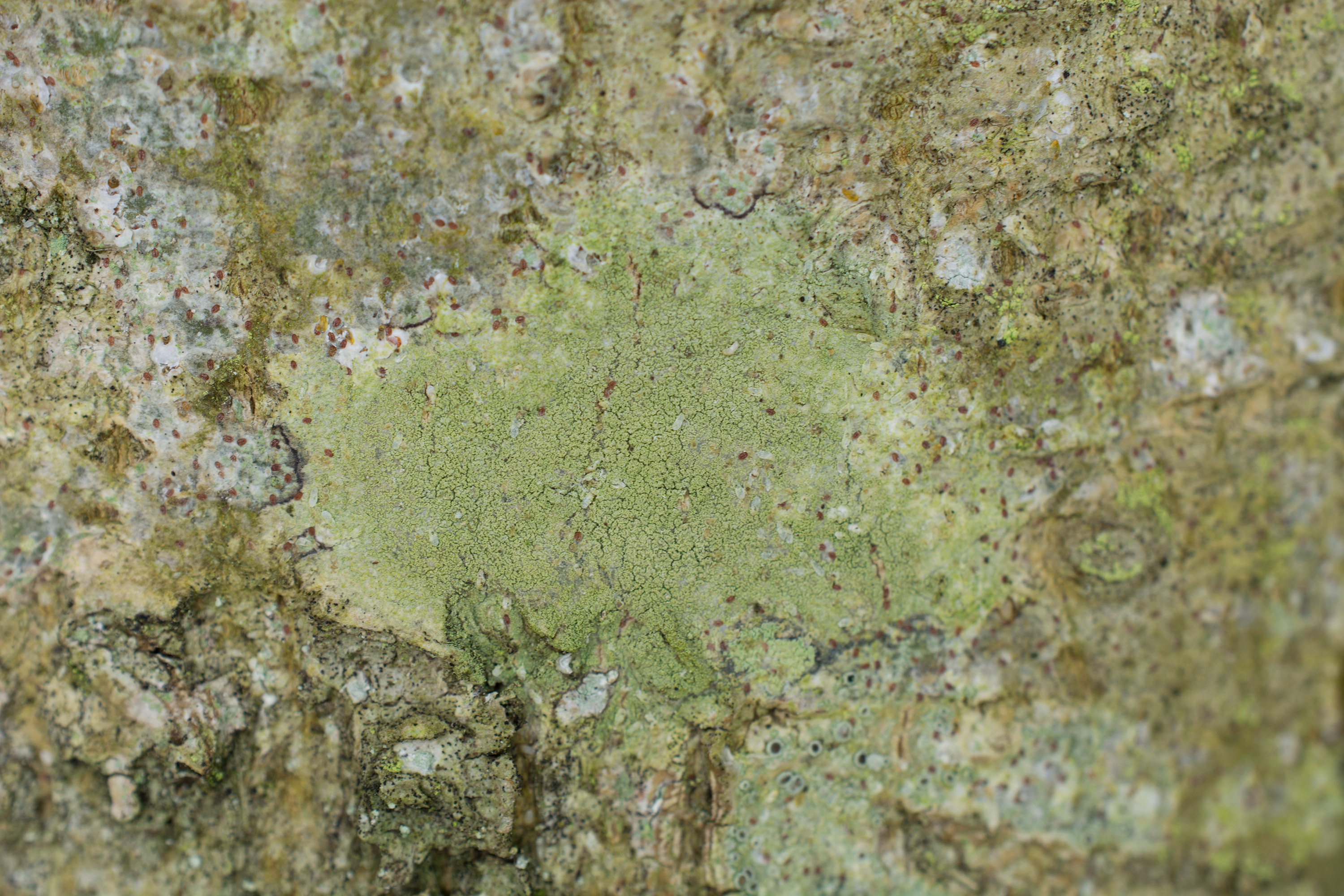 Lecanora expallens, Kullaberg (Sweden). Photo: Lars-Salomon. CC BY-NC 4.0.