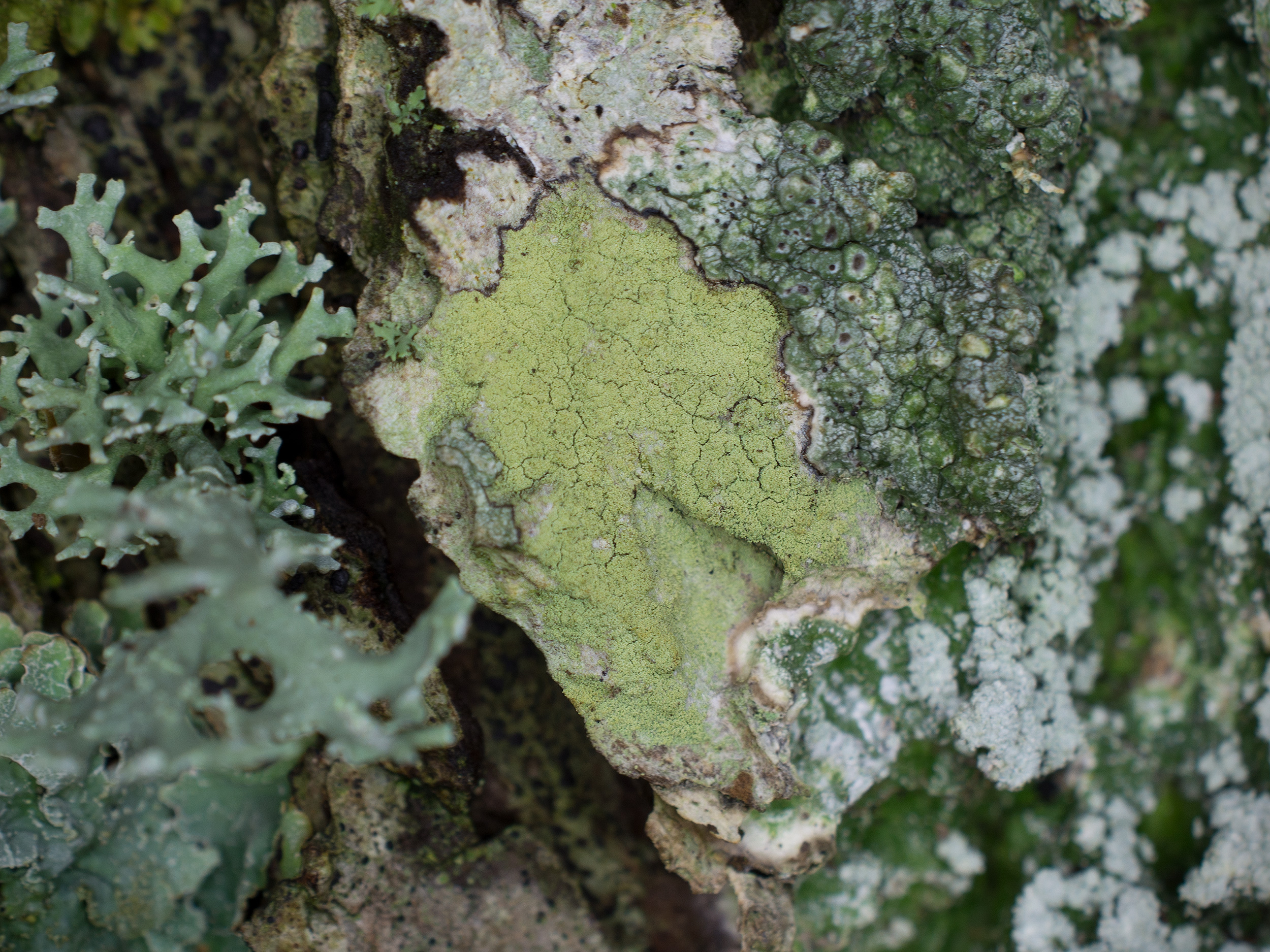 Lecanora expallens, Kullaberg (Sweden). Photo: Lars-Salomon. CC BY-NC 4.0.