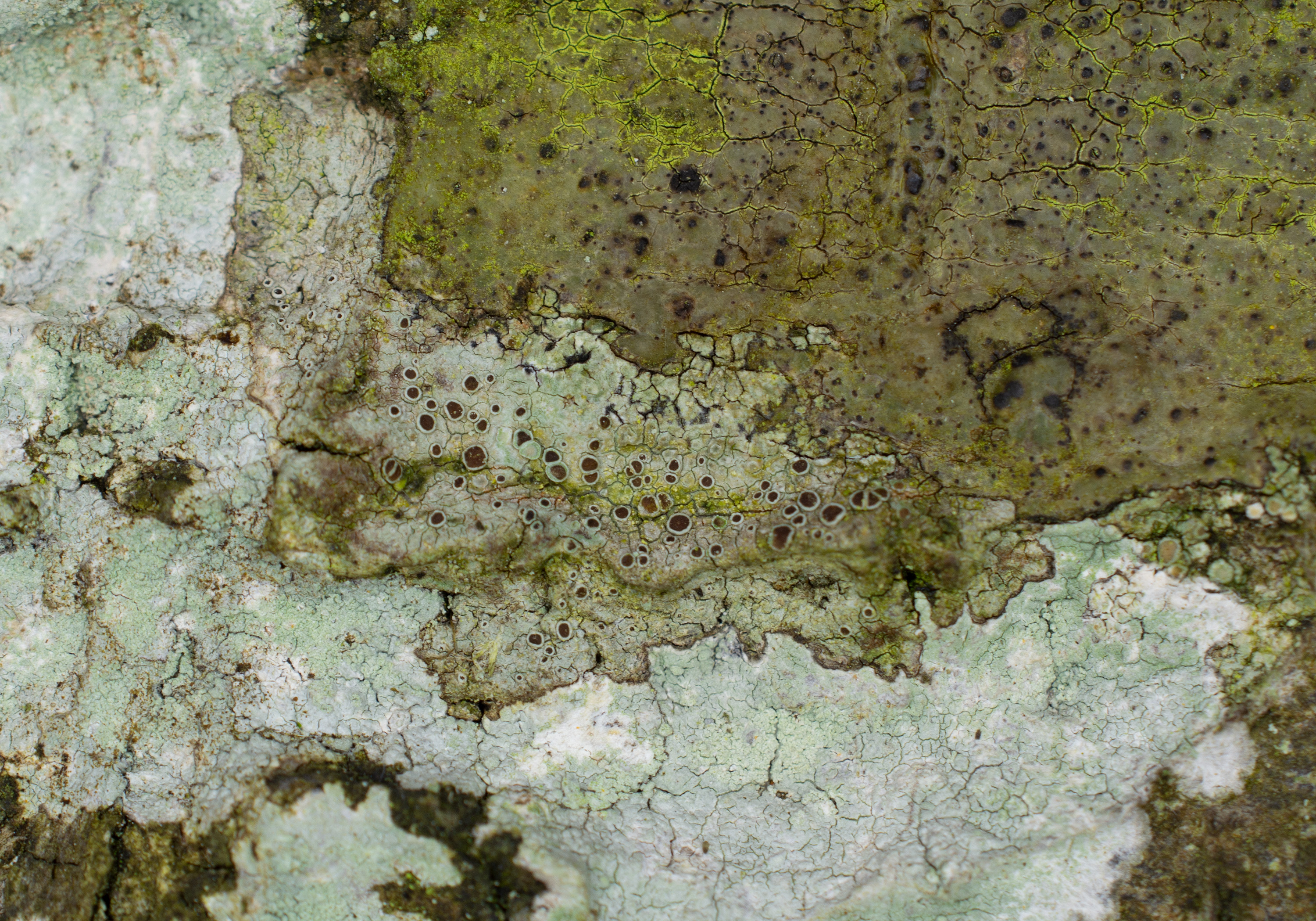 Lecanora glabrata, Kullaberg (Sweden). Photo: Lars-Salomon. CC BY-NC 4.0.