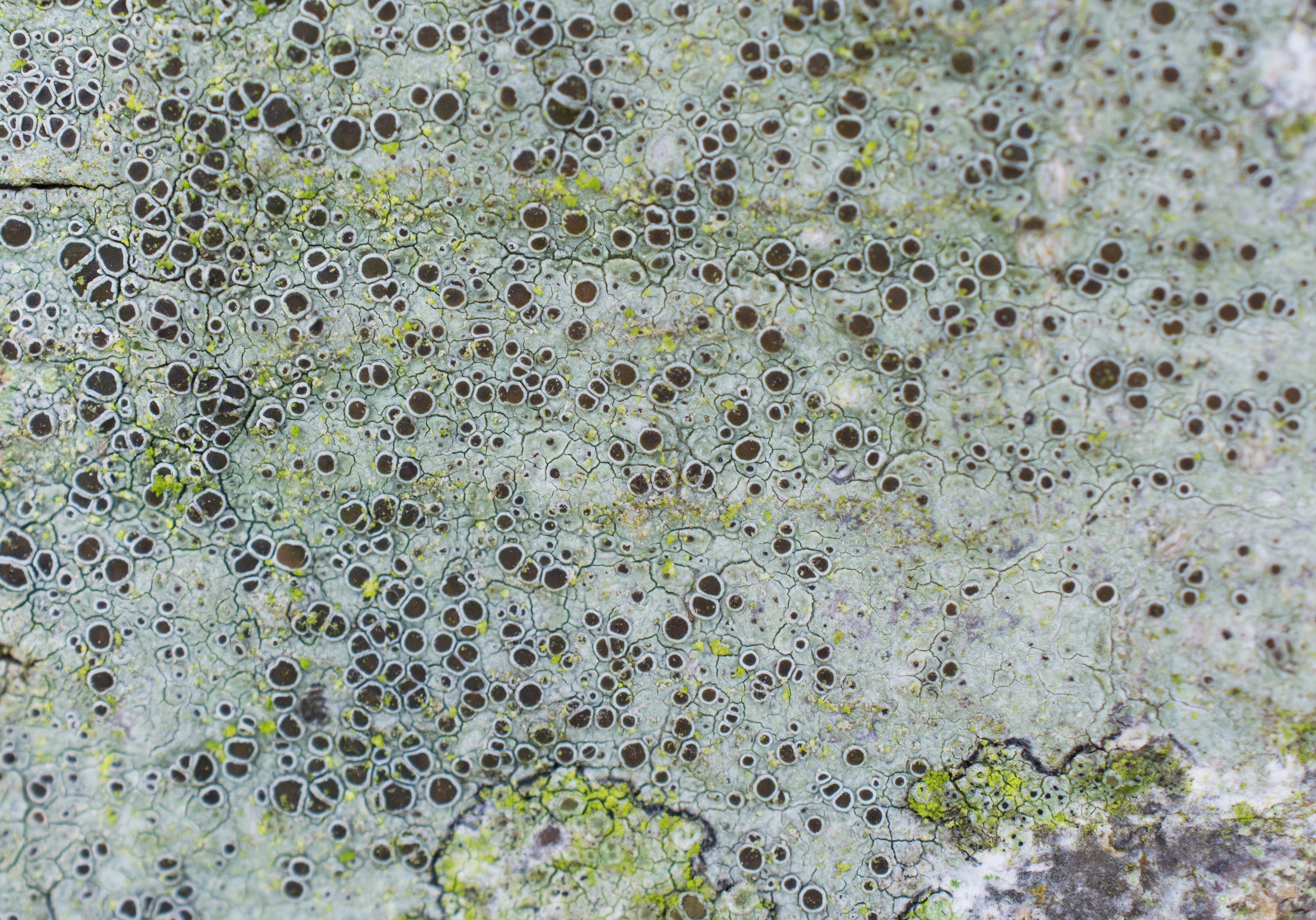 Lecanora glabrata, Kullaberg (Sweden). Photo: Lars-Salomon. CC BY-NC 4.0.