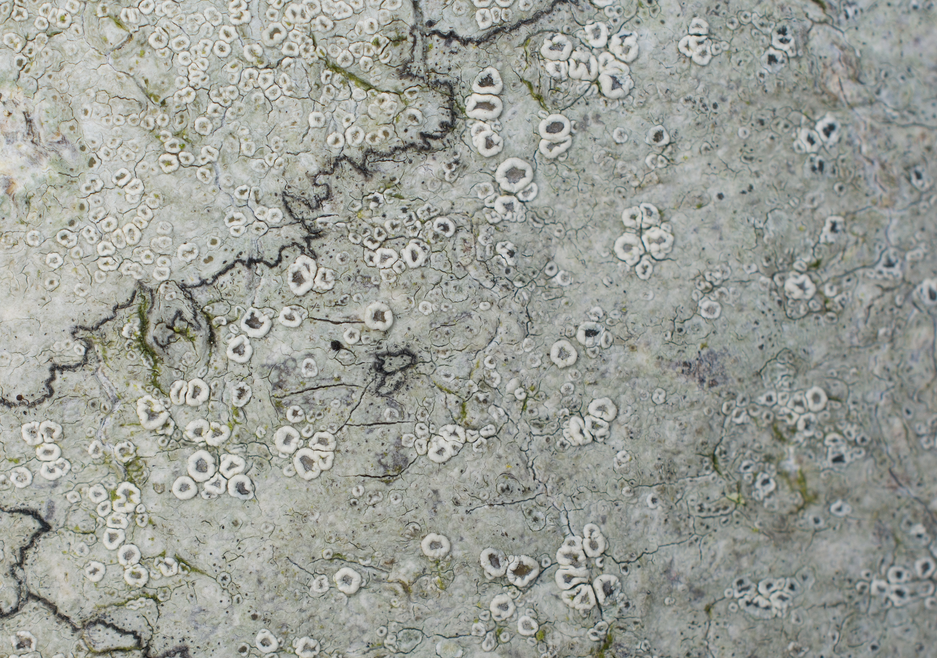 Lecanora intumescens, Kullaberg (Sweden). Photo: Lars-Salomon. CC BY-NC 4.0.