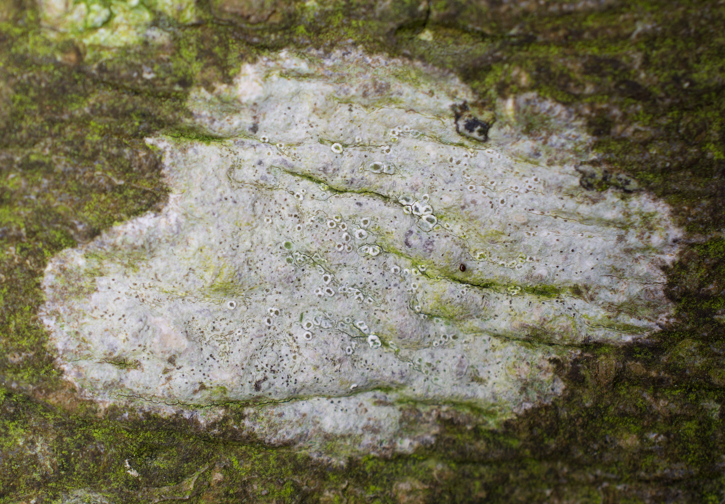 Lecanora intumescens, Kullaberg (Sweden). Photo: Lars-Salomon. CC BY-NC 4.0.