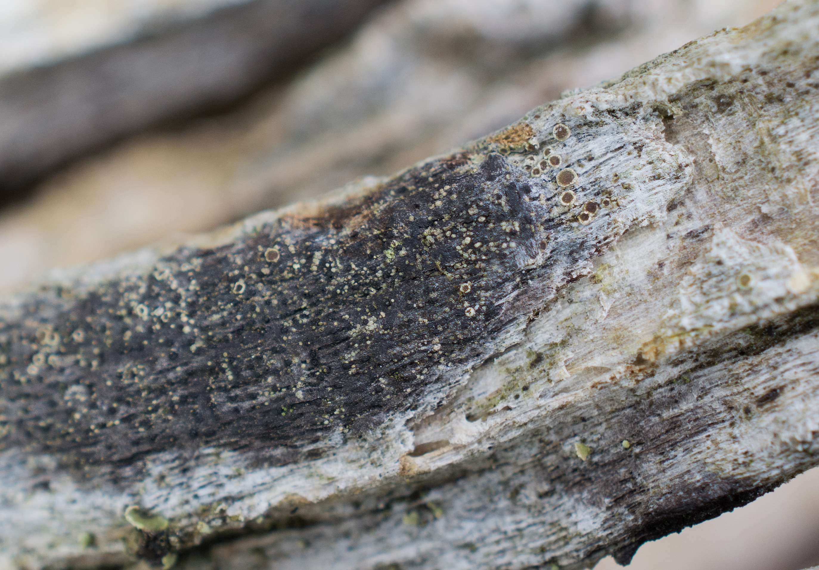 Lecanora saligna, Kullaberg (Sweden). Photo: Lars-Salomon. CC BY-NC 4.0.