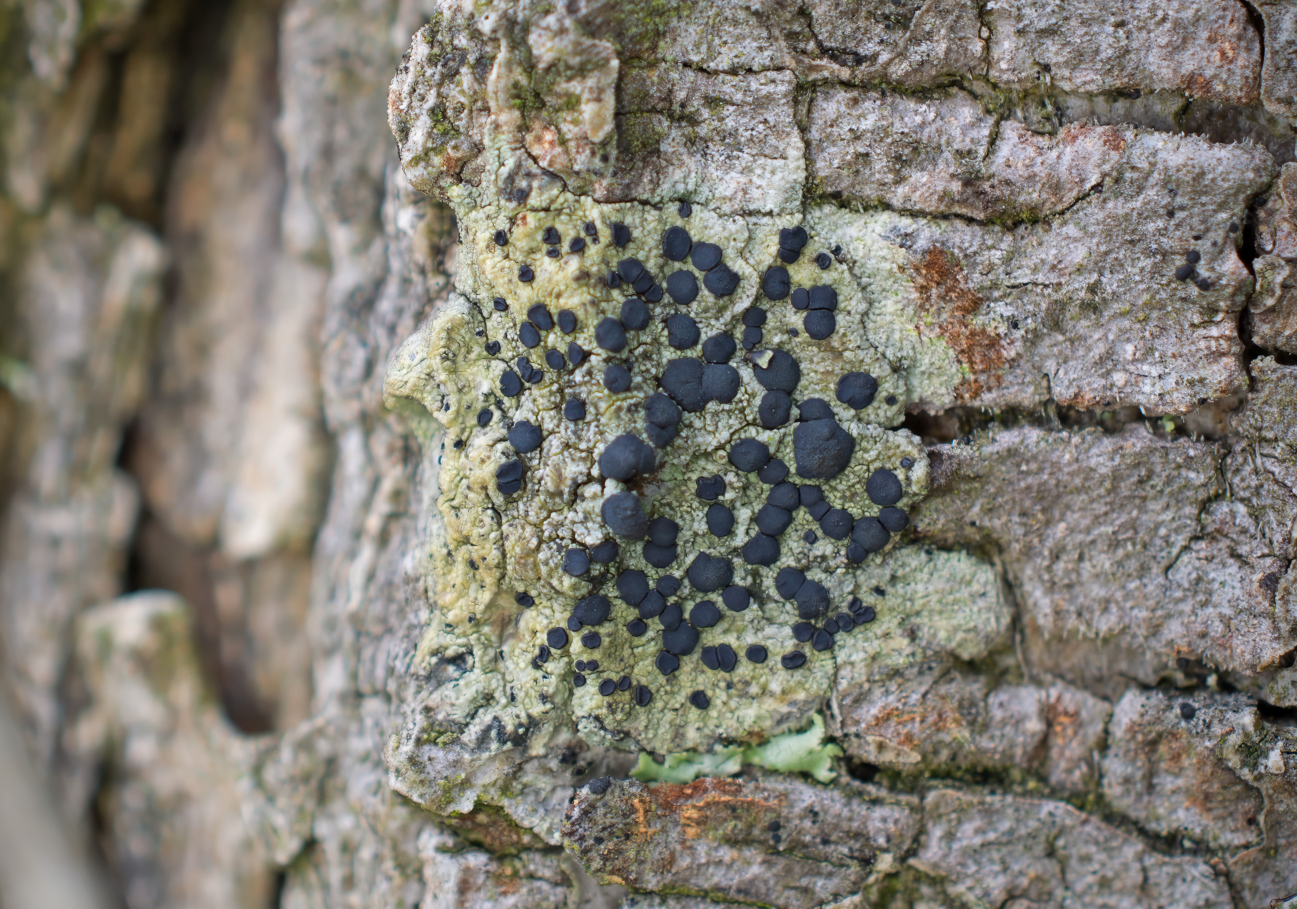 Lecidella elaeochroma, Kullaberg (Sweden). Photo: Lars-Salomon. CC BY-NC 4.0.