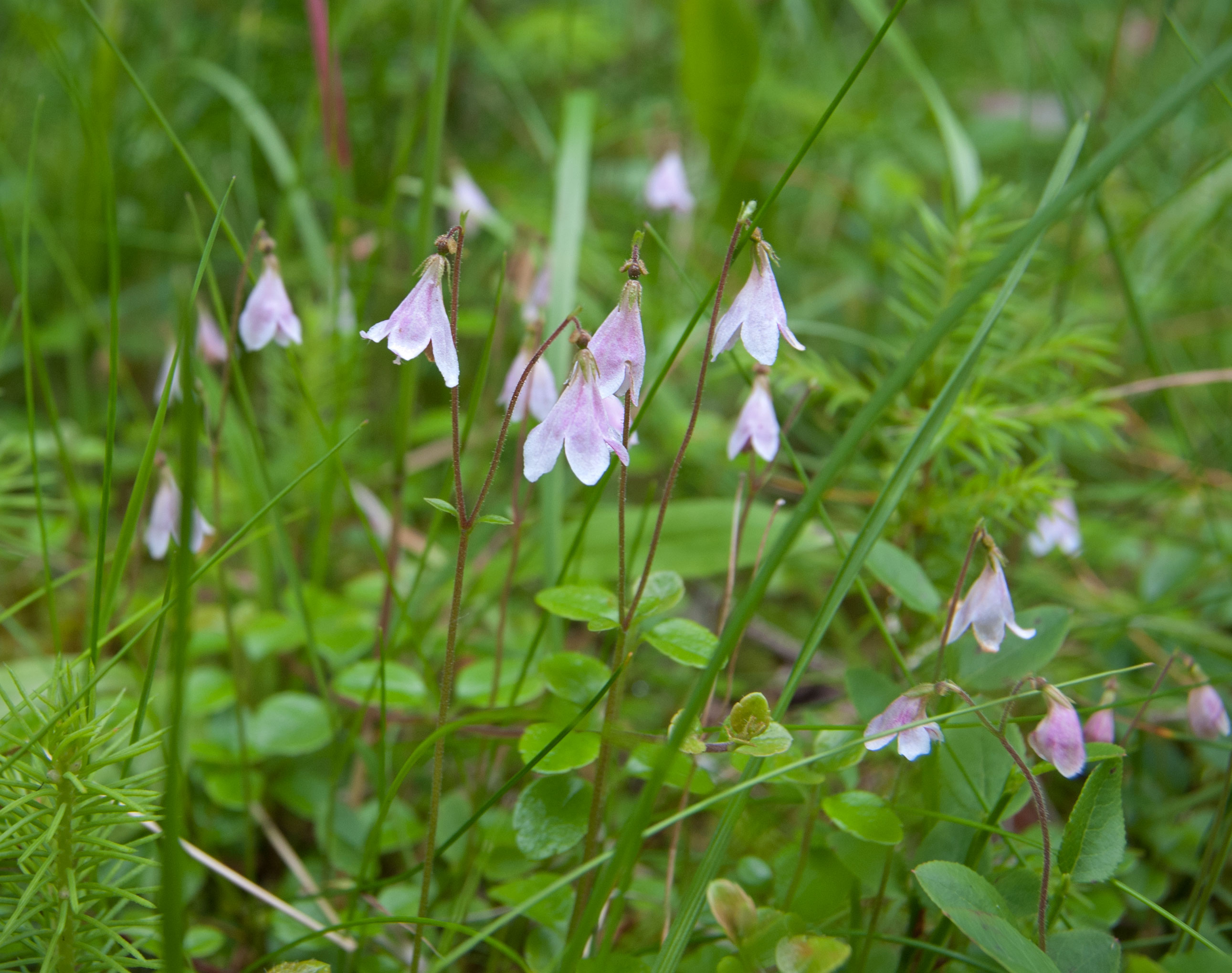 Linnaea borealis, Fulufjället (Sweden). Photo: Lars Salomon. CC BY-NC 4.0