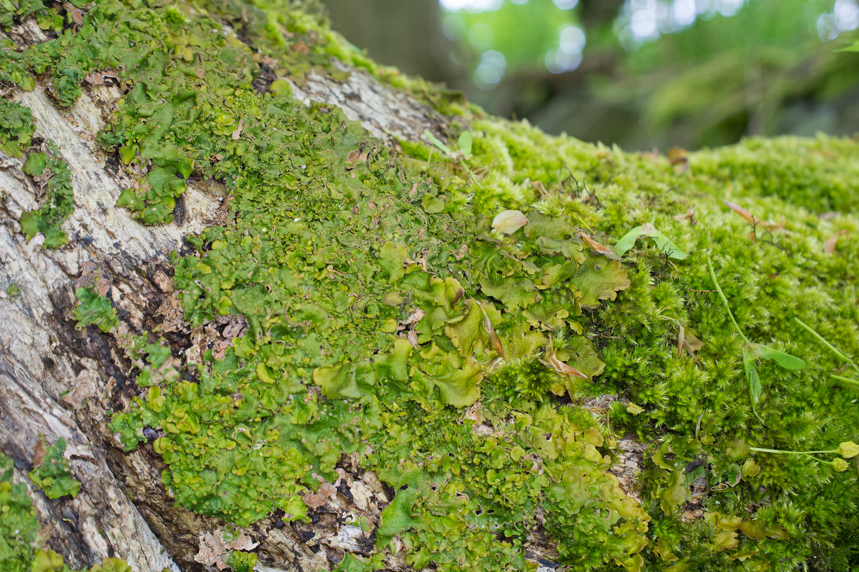 Lobaria virens, Kullaberg (Sweden). Photo: Lars Salomon. CC BY-NC 4.0.