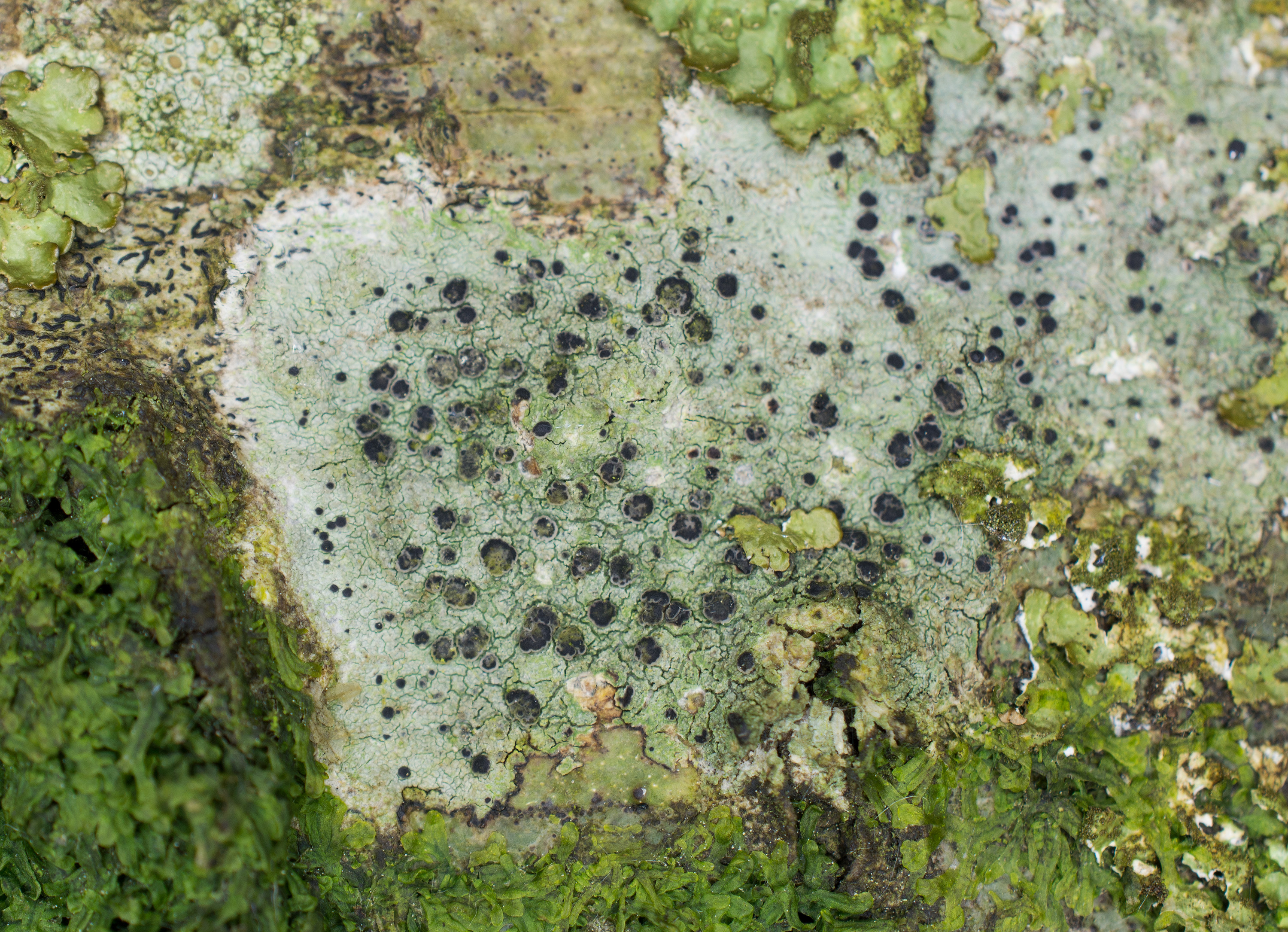 Megalaria laureri, Kullaberg (Sweden). Photo: Lars-Salomon. CC BY-NC 4.0.