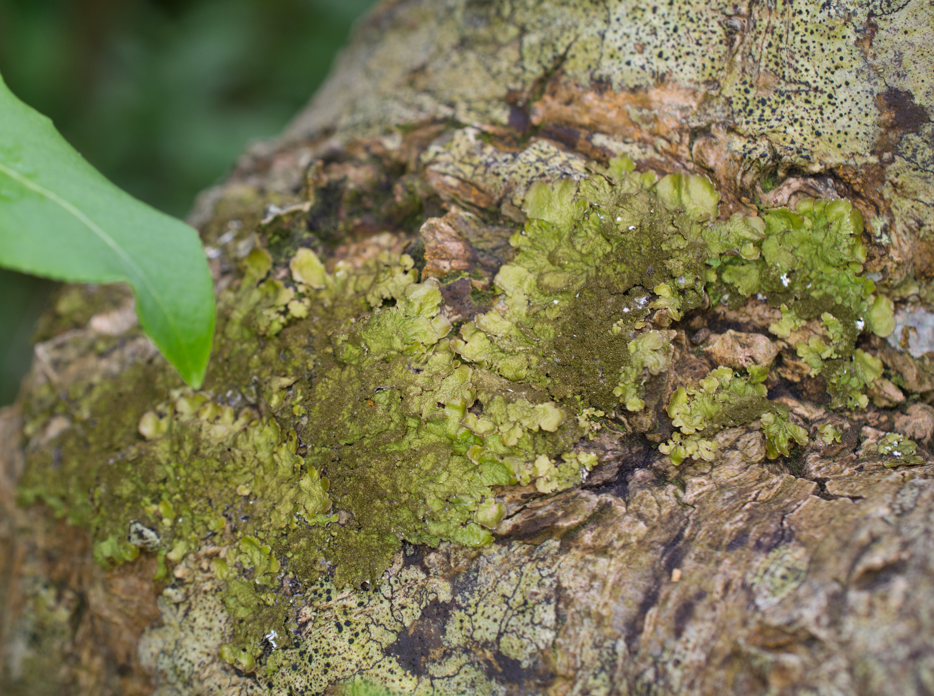 Melanelixia glabratula, Kullaberg (Sweden). Photo: Lars Salomon. CC BY-NC 4.0.