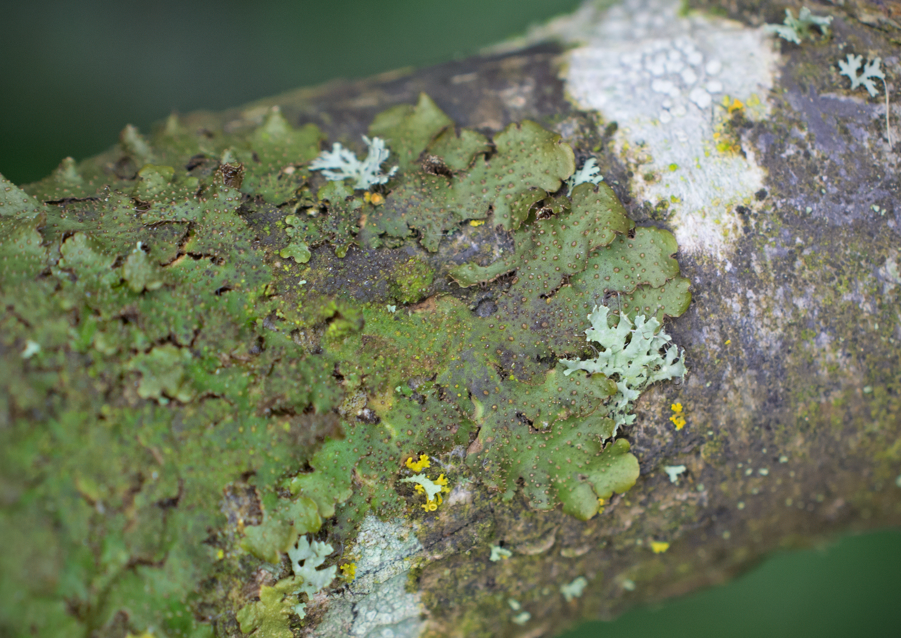 Melanohalea exasperata, Kullaberg (Sweden). Photo: Lars-Salomon. CC BY-NC 4.0.