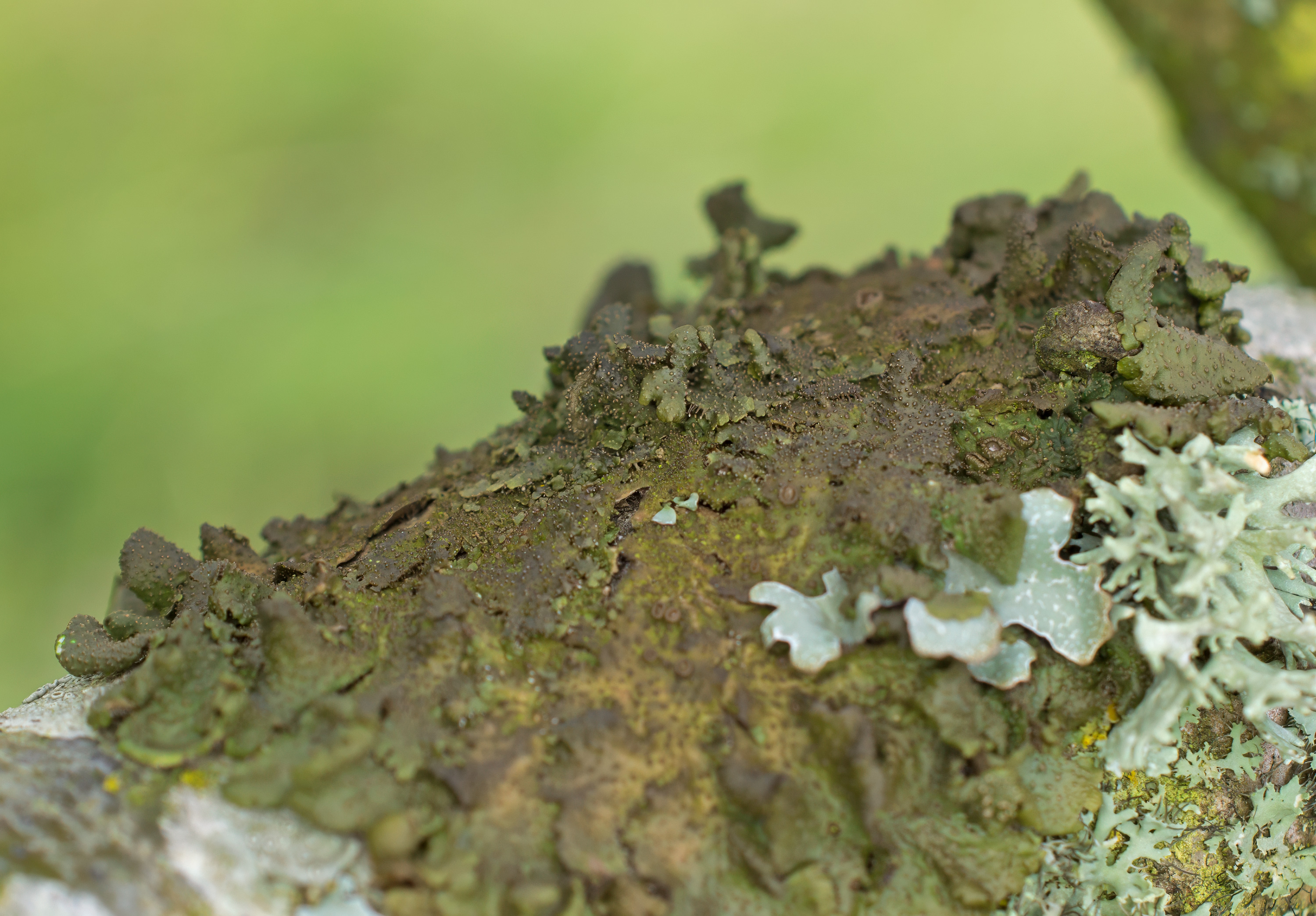 Melanohalea exasperata, Kullaberg (Sweden). Photo: Lars-Salomon. CC BY-NC 4.0.