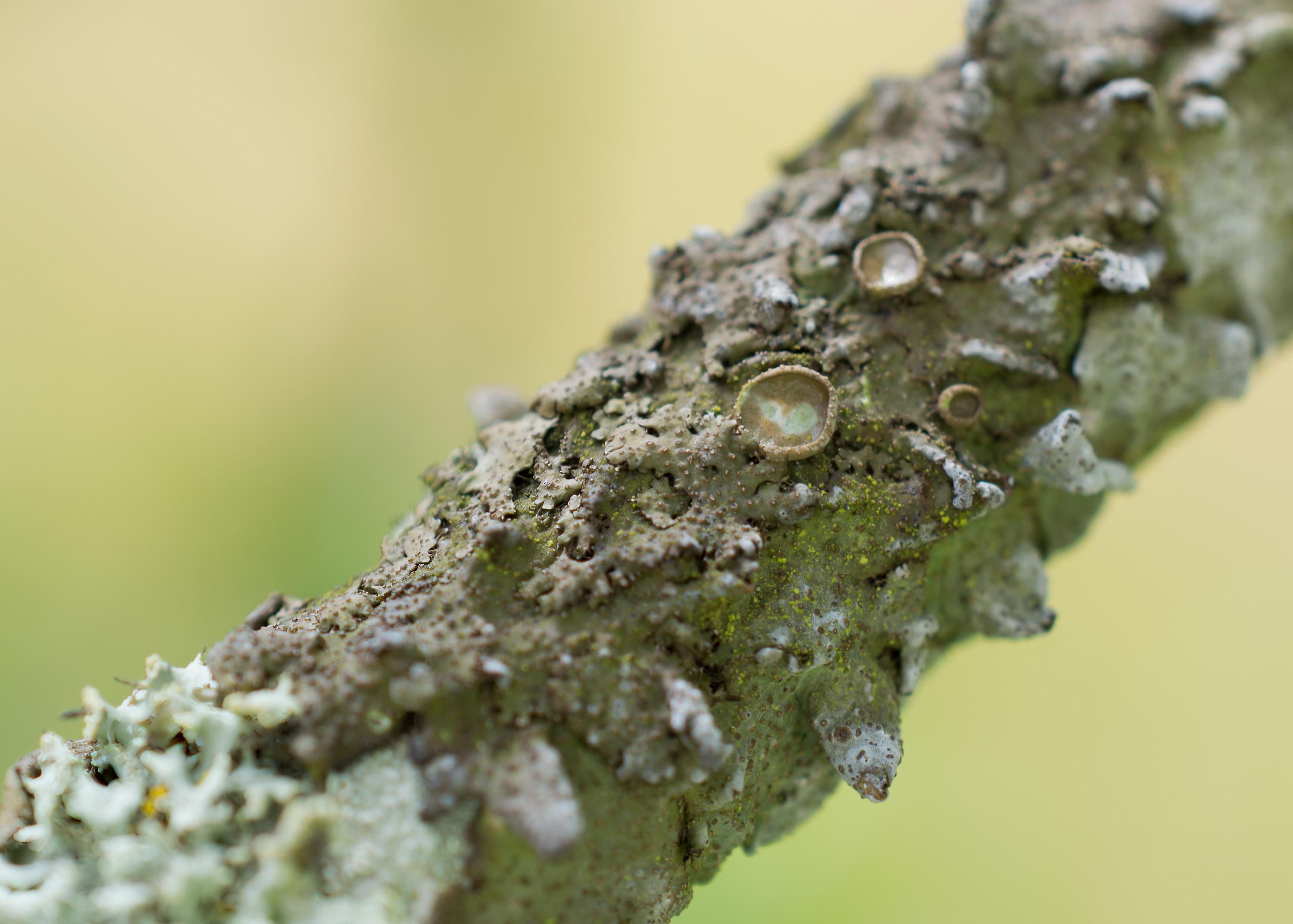 Melanohalea exasperata, Kullaberg (Sweden). Photo: Lars-Salomon. CC BY-NC 4.0.