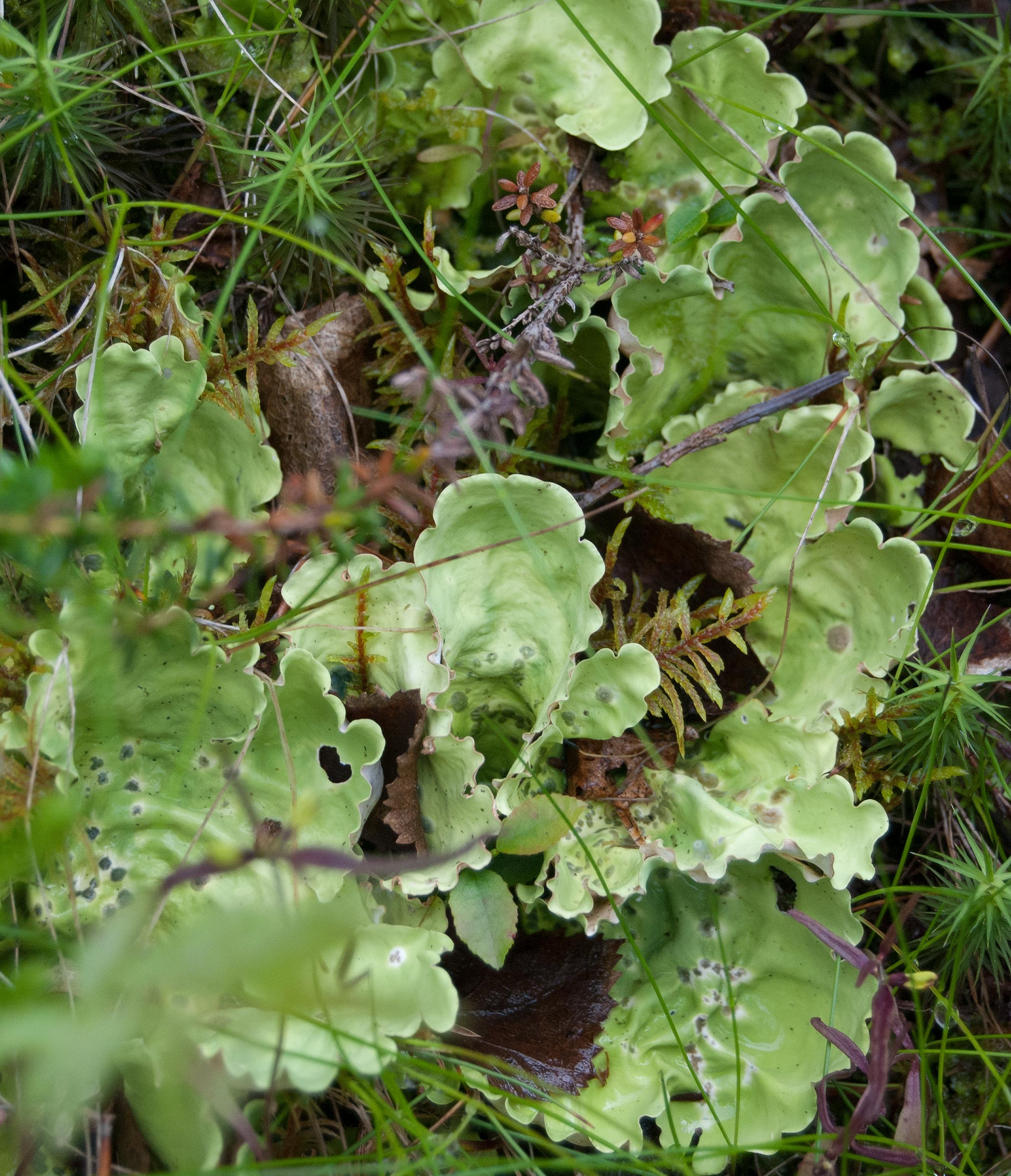 Nephroma arcticum, Långfjället Grövelsjön (Sweden). Photo: Lars Salomon. CC BY-NC 4.0.