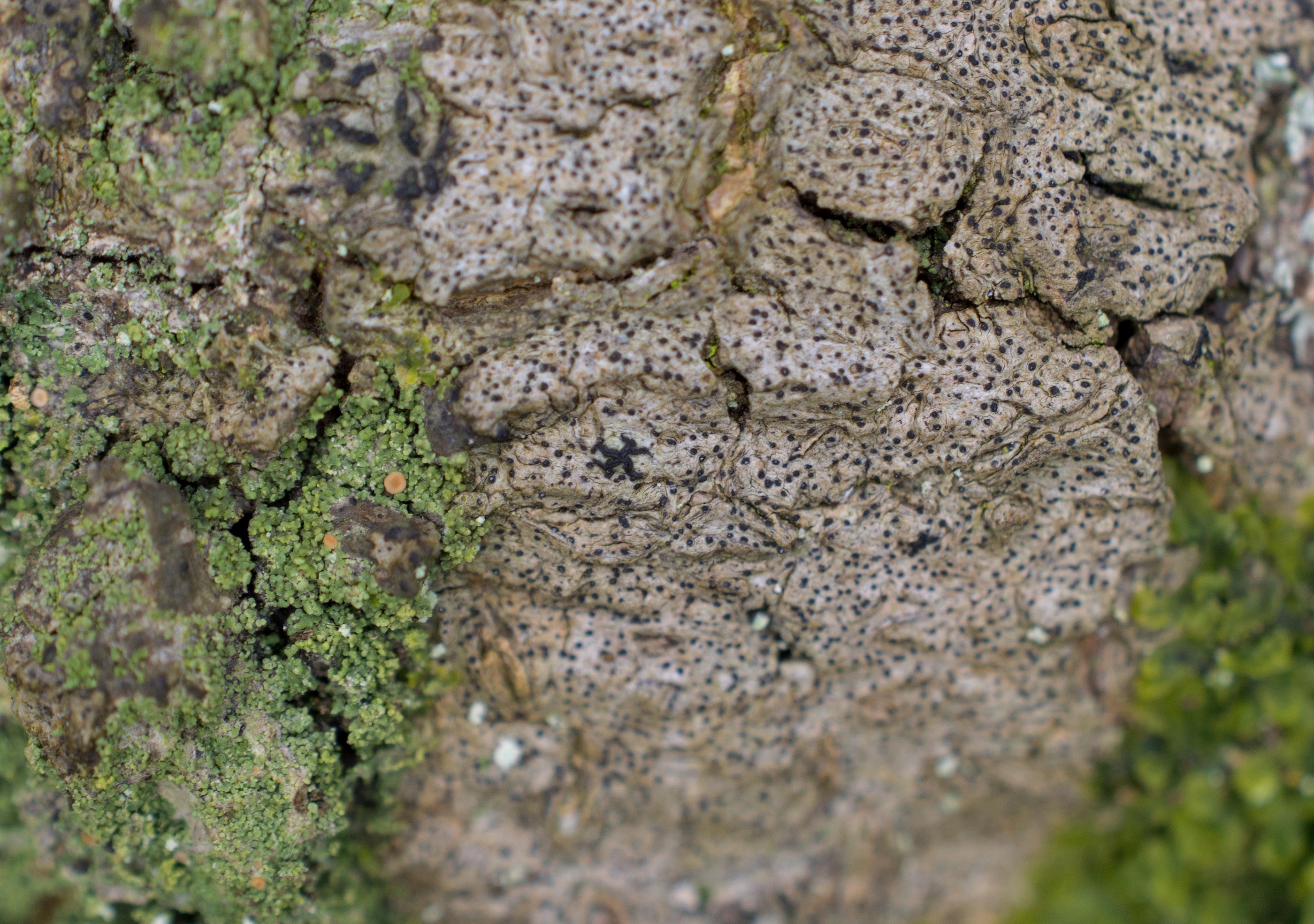 Opegrapha niveoatra, Christinelunds ädellövskog (Sweden). Photo: Lars Salomon. CC BY-NC 4.0.