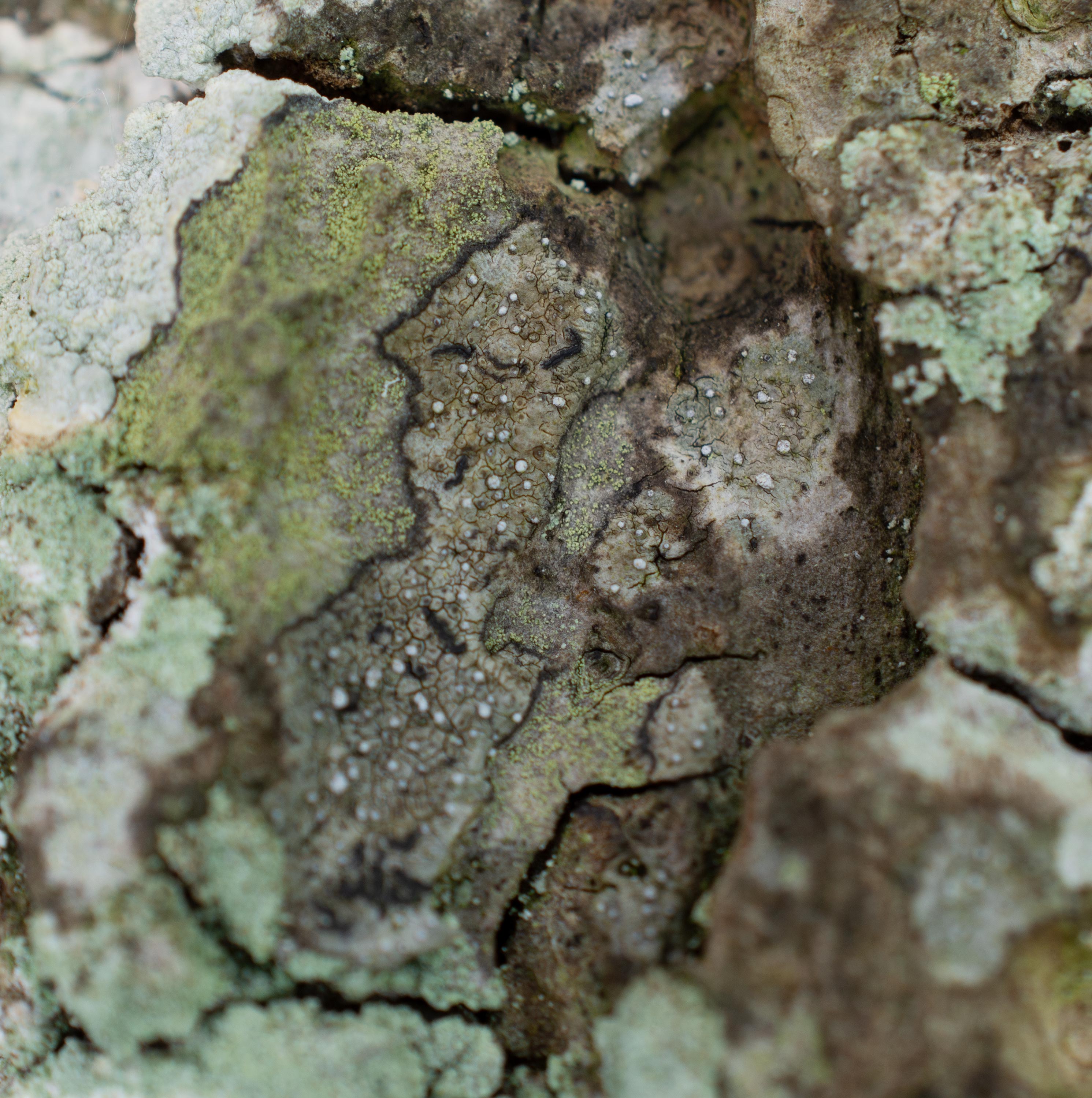 Opegrapha vermicellifera, Dalby Söderskog National Park (Sweden). Photo: Lars Salomon. CC BY-NC 4.0.