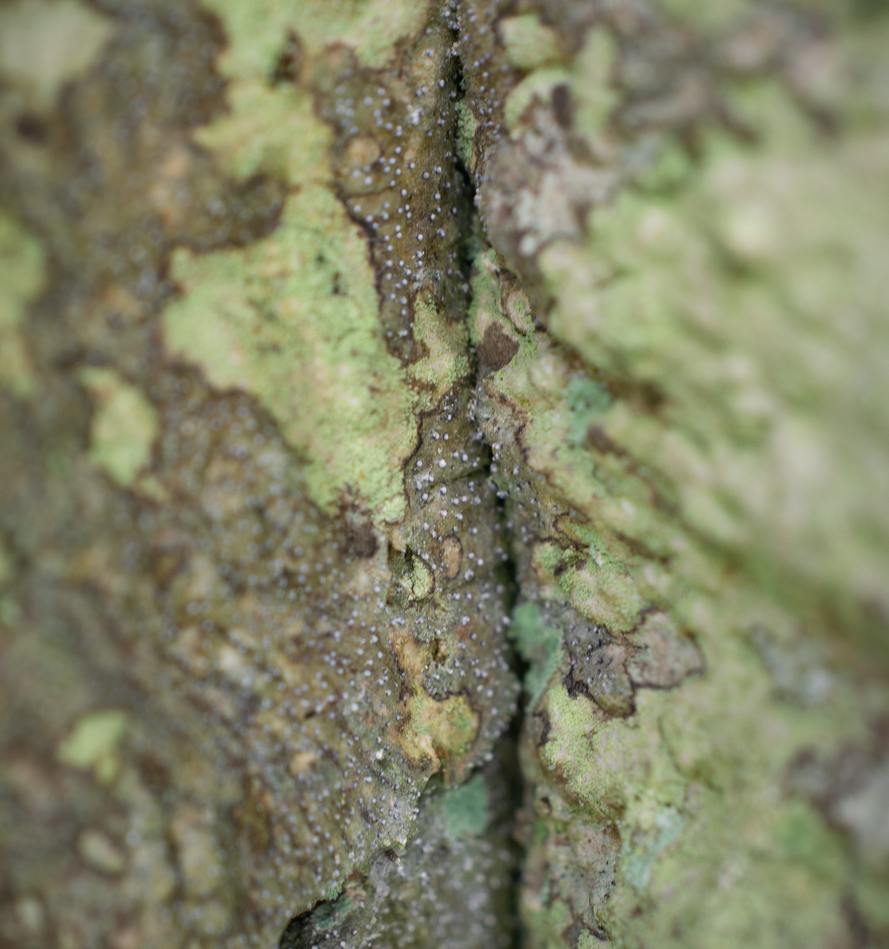 Opegrapha vermicellifera, Kullaberg (Sweden). Photo: Lars-Salomon. CC BY-NC 4.0.