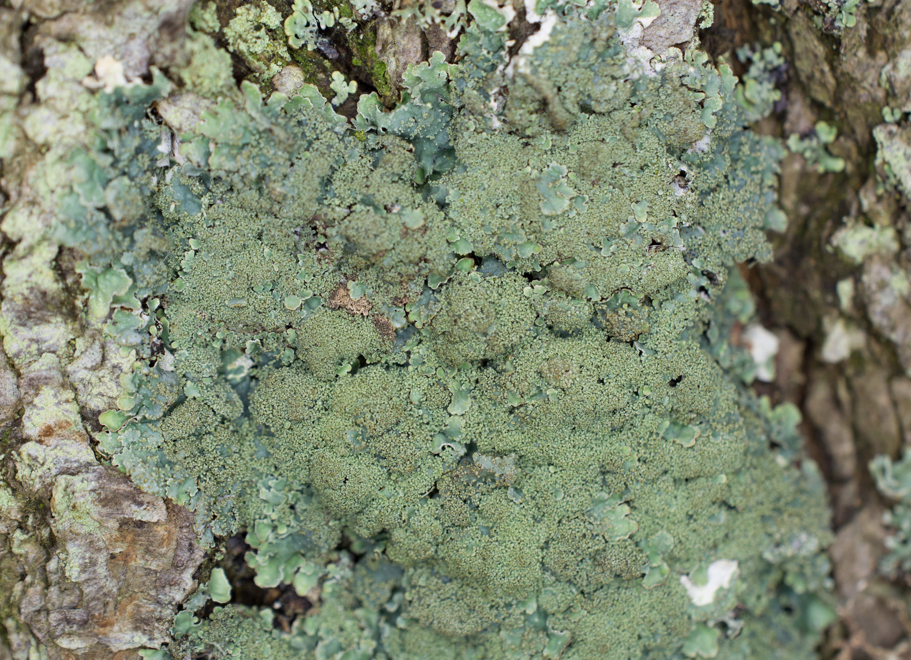 Parmelia ernstiae, Kullaberg (Sweden). Photo: Lars-Salomon. CC BY-NC 4.0.