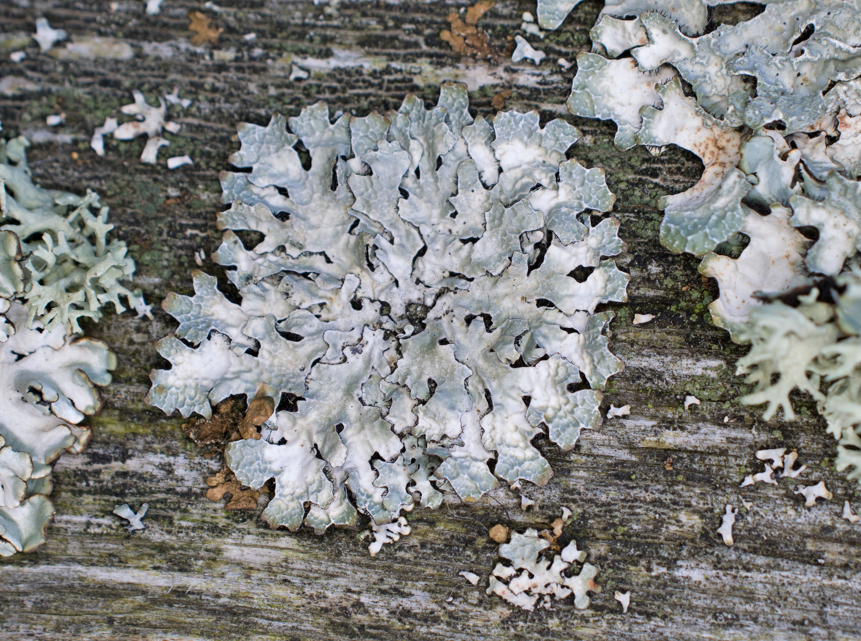 Parmelia sulcata, Kullaberg (Sweden). Photo: Lars-Salomon. CC BY-NC 4.0.