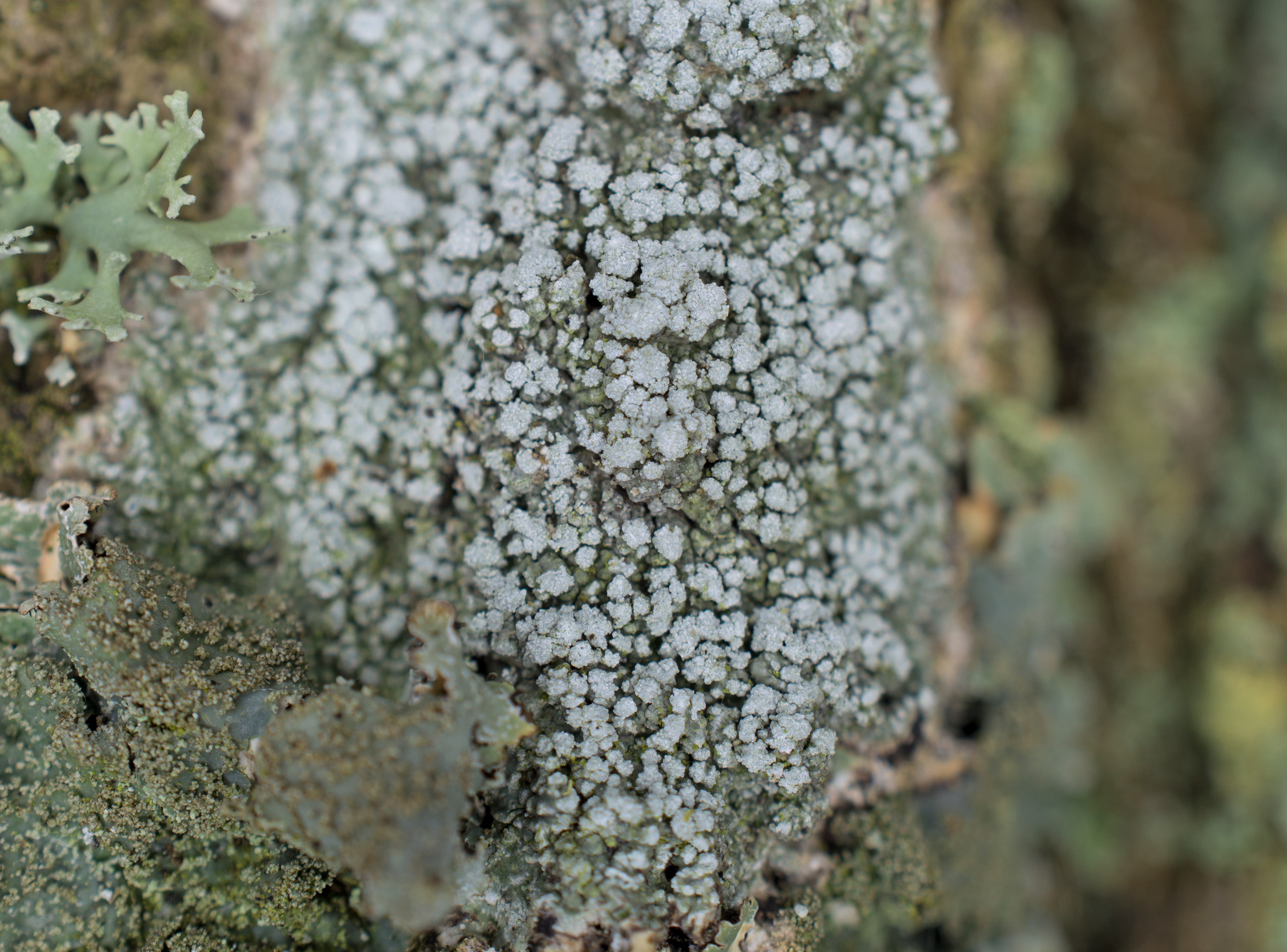 Pertusaria amara, Kullaberg (Sweden). Photo: Lars Salomon. CC BY-NC 4.0.