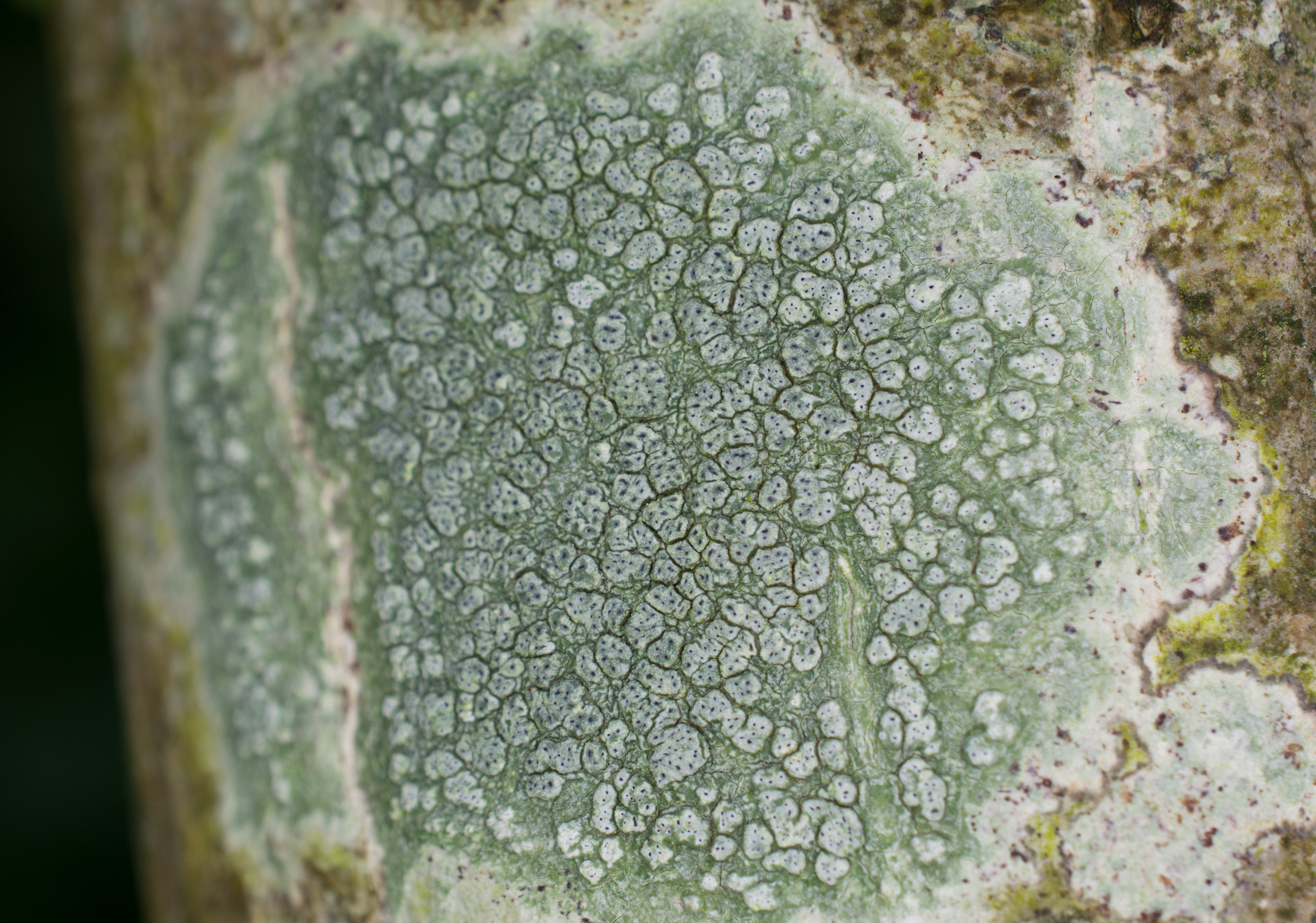 Pertusaria pertusa, Kullaberg (Sweden). Photo: Lars Salomon. CC BY-NC 4.0.