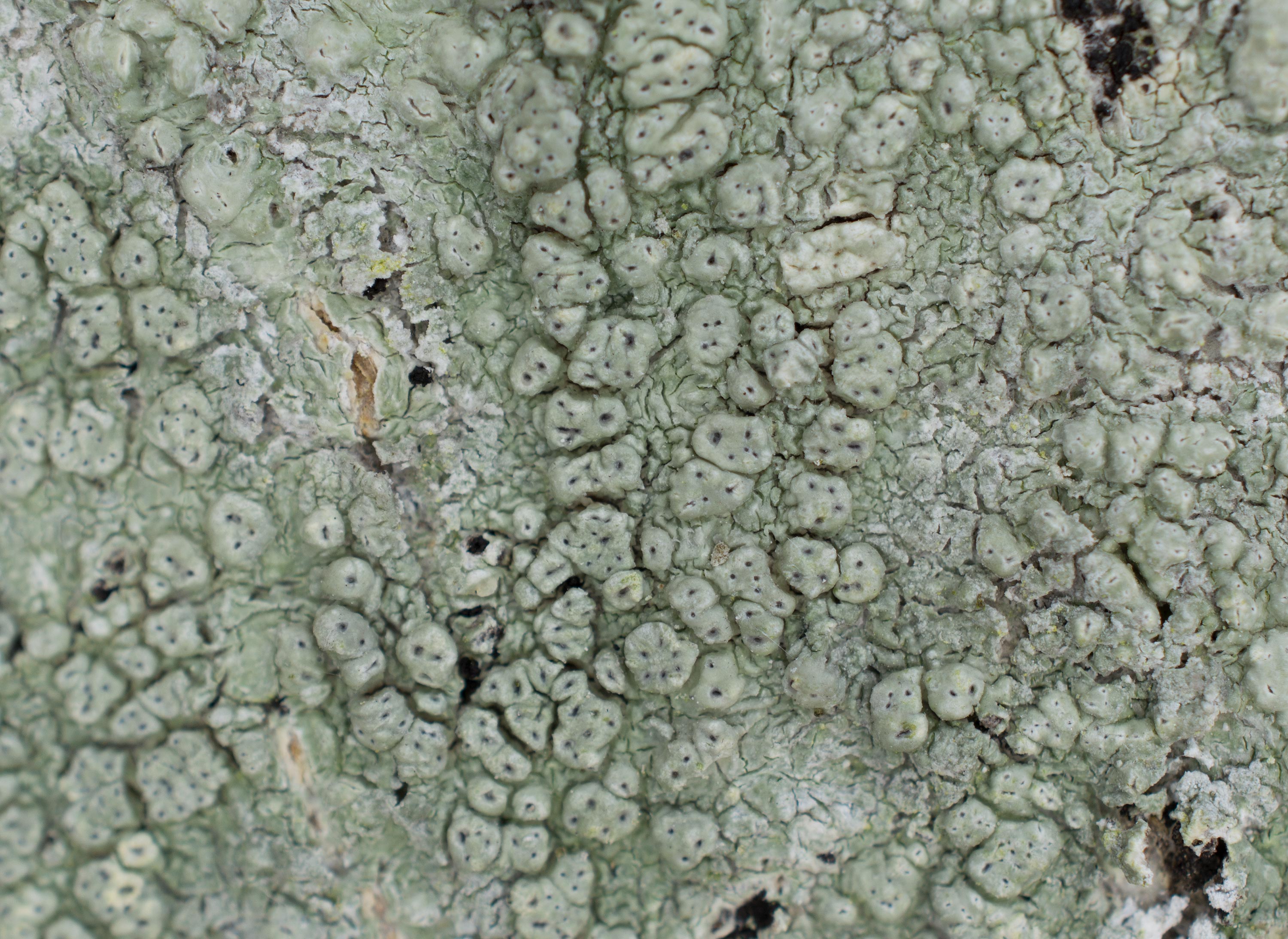 Pertusaria pertusa, Nällåkra (Sweden). Photo: Lars Salomon. CC BY-NC 4.0.