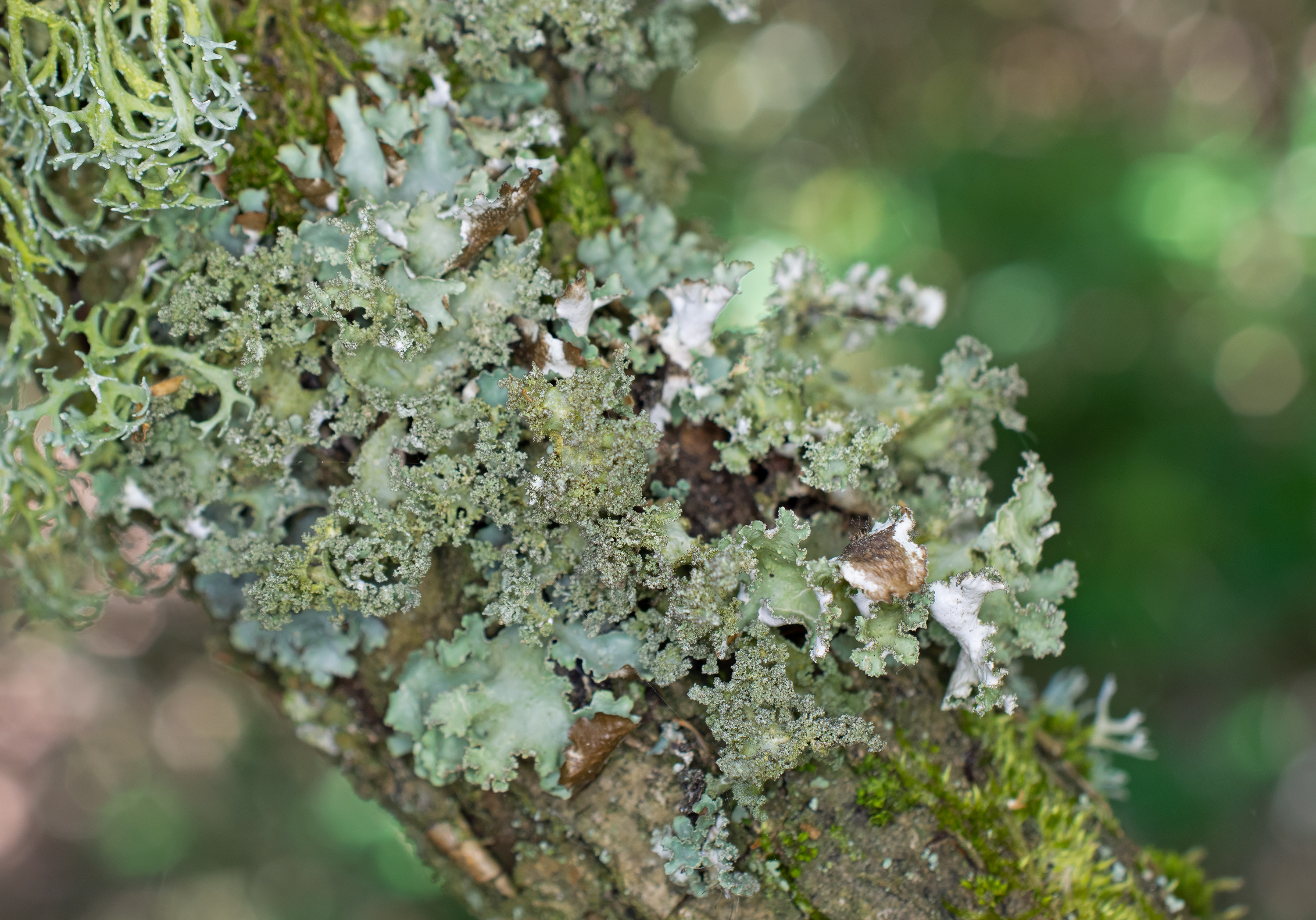 Platismatia glauca, Kullaberg (Sweden). Photo: Lars-Salomon. CC BY-NC 4.0.