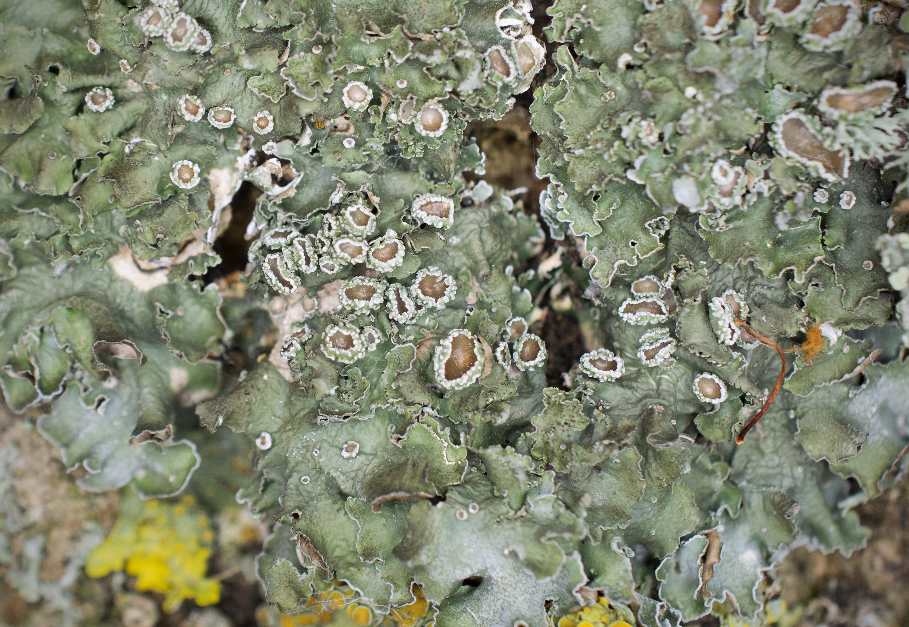 Pleurosticta acetabulum, Bälteberga (Sweden). Photo: Lars-Salomon. CC BY-NC 4.0.