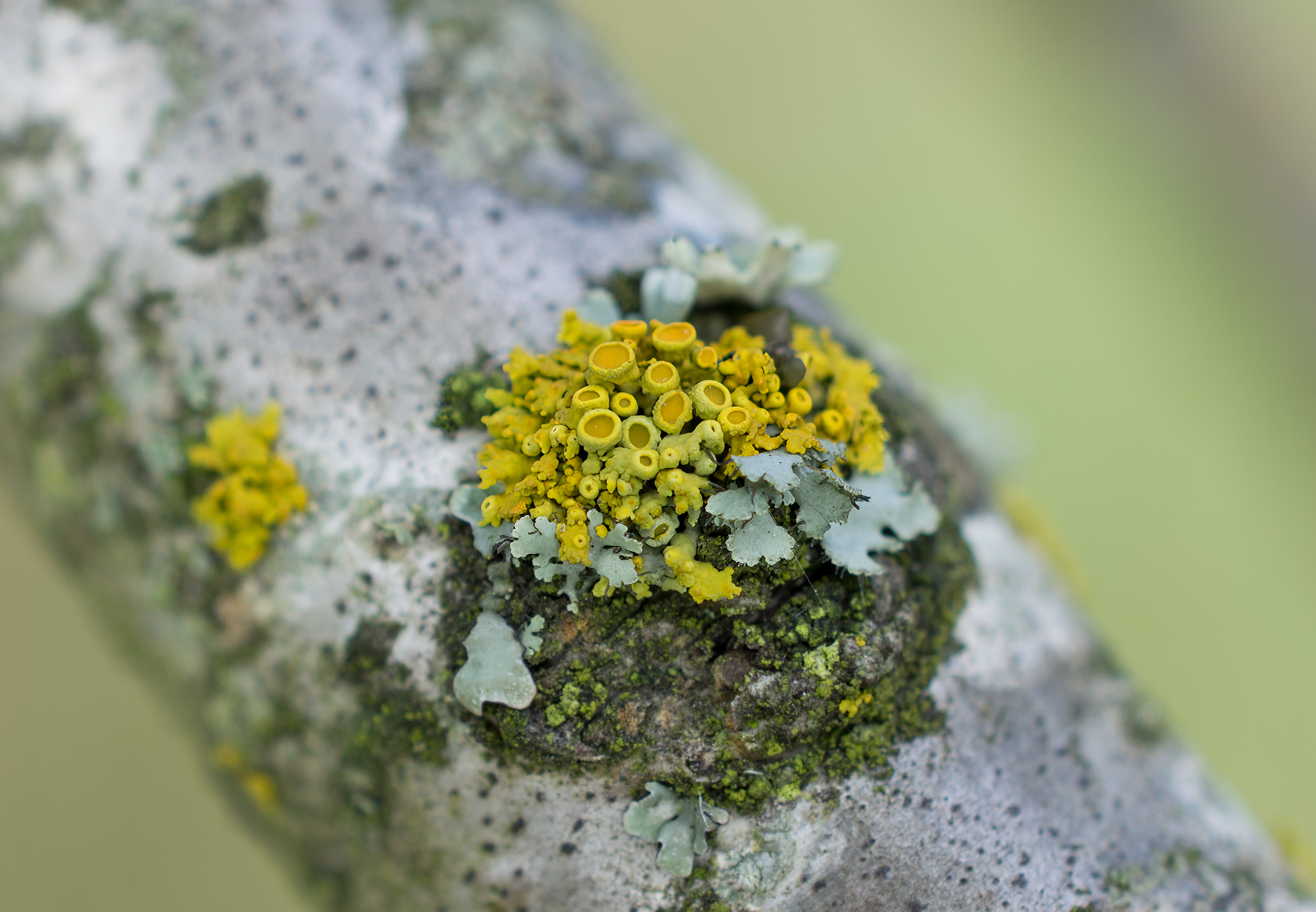 Polycauliona polycarpa, Kullaberg (Sweden). Photo: Lars-Salomon. CC BY-NC 4.0.