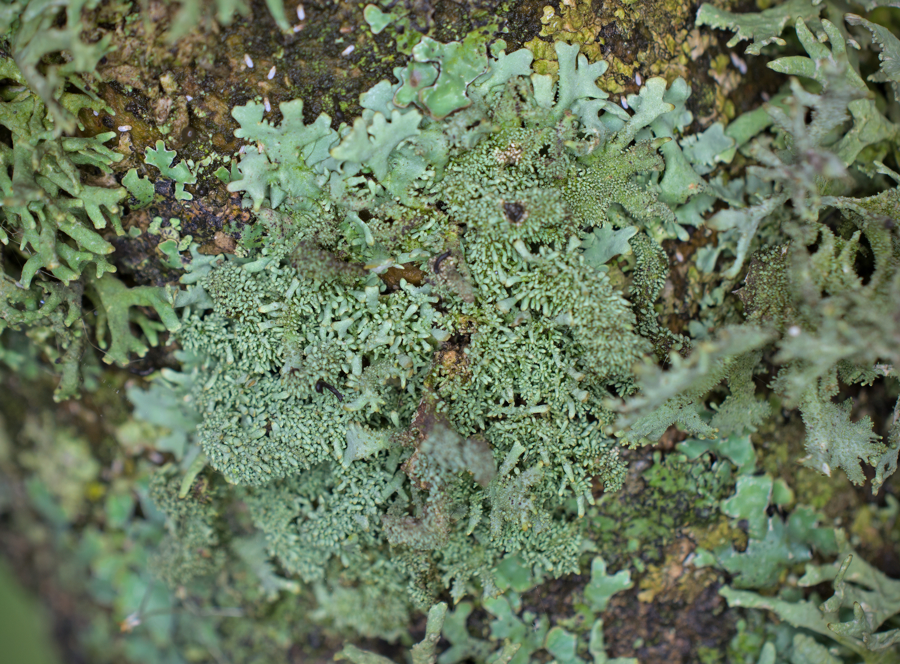 Pseudevernia furfuracea, Kullaberg (Sweden). Photo: Lars-Salomon. CC BY-NC 4.0.