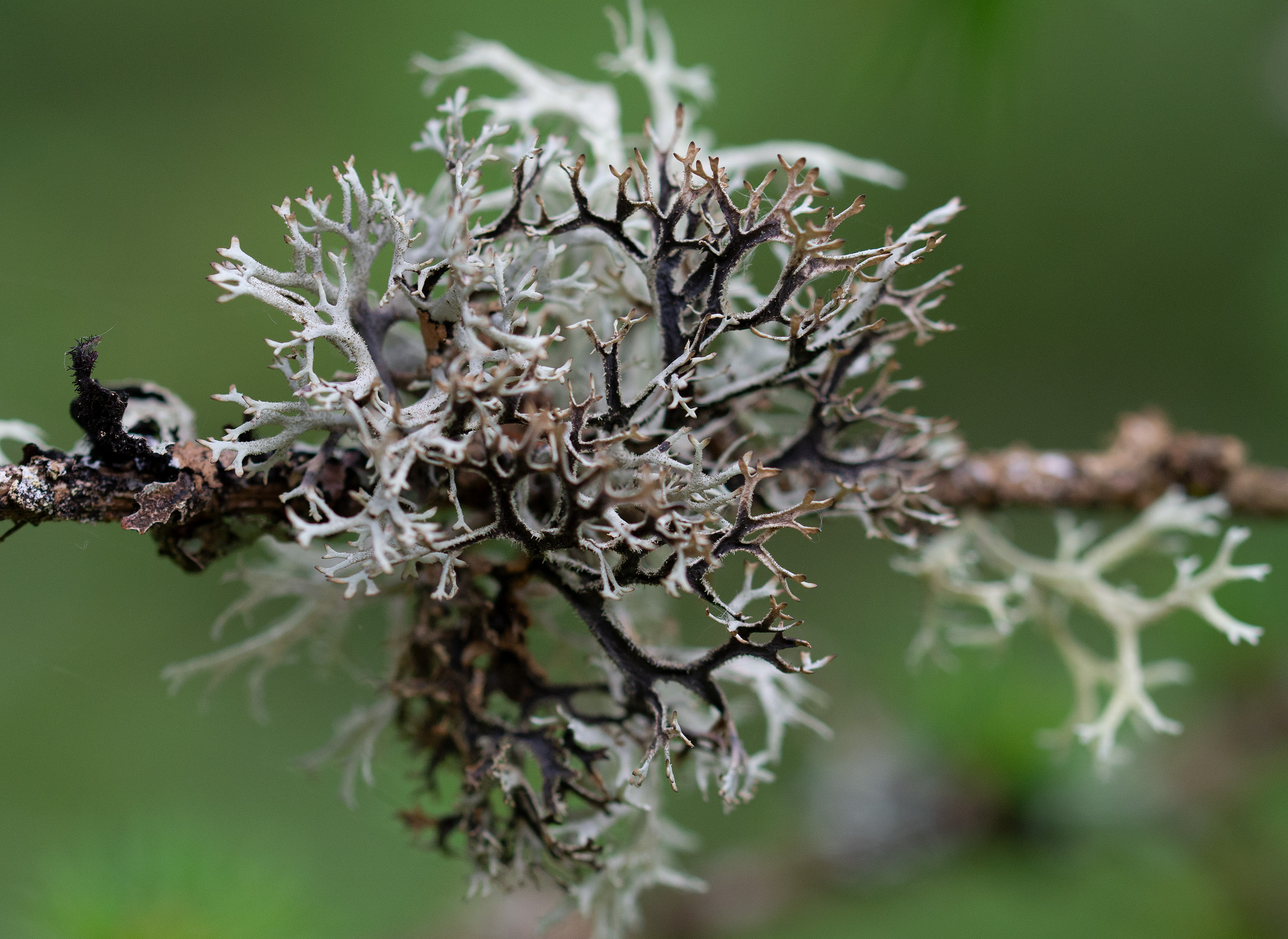 Pseudevernia furfuracea, Lärkeröd (Sweden). Photo: Lars-Salomon. CC BY-NC 4.0.