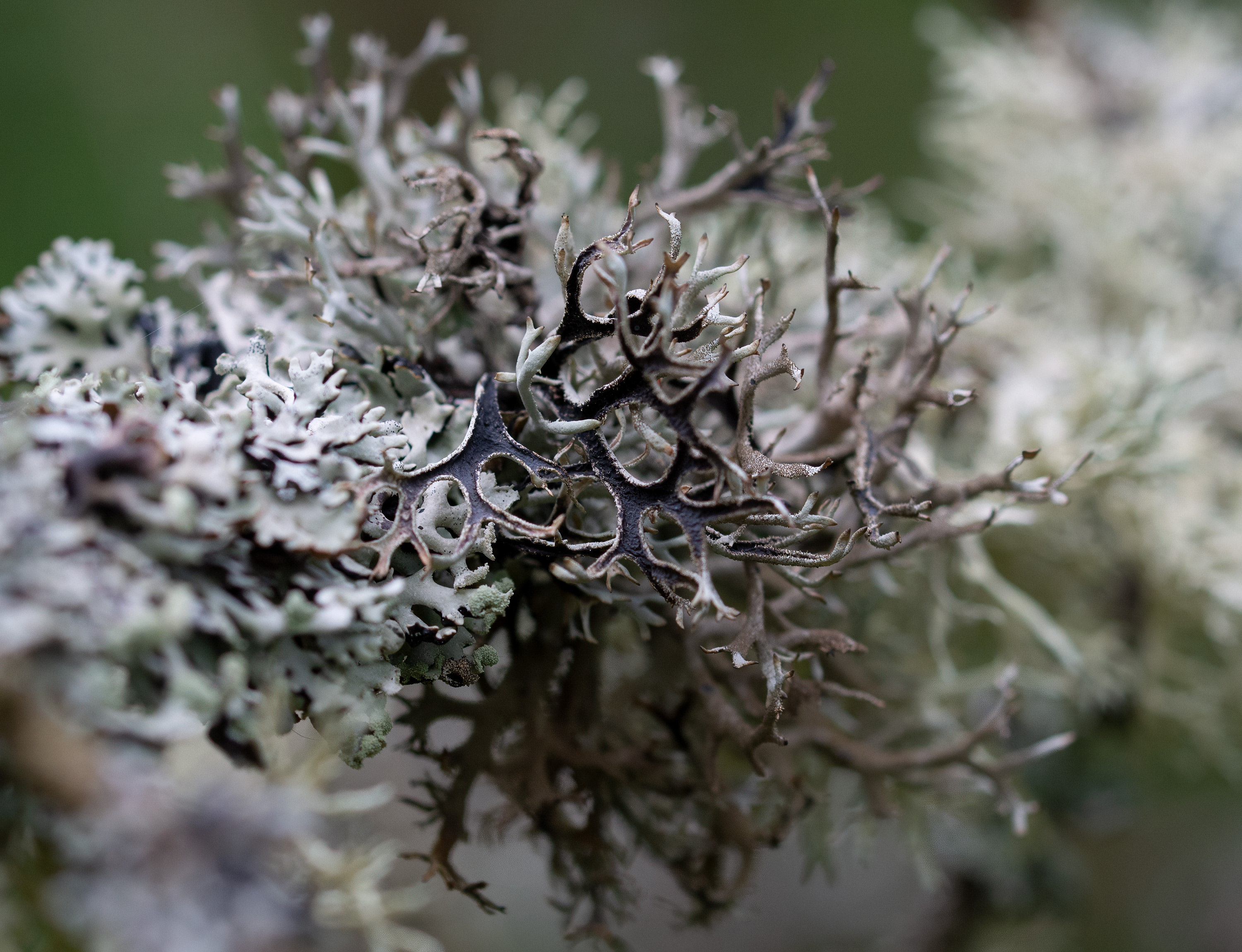 Pseudevernia furfuracea, Lärkeröd (Sweden). Photo: Lars-Salomon. CC BY-NC 4.0.