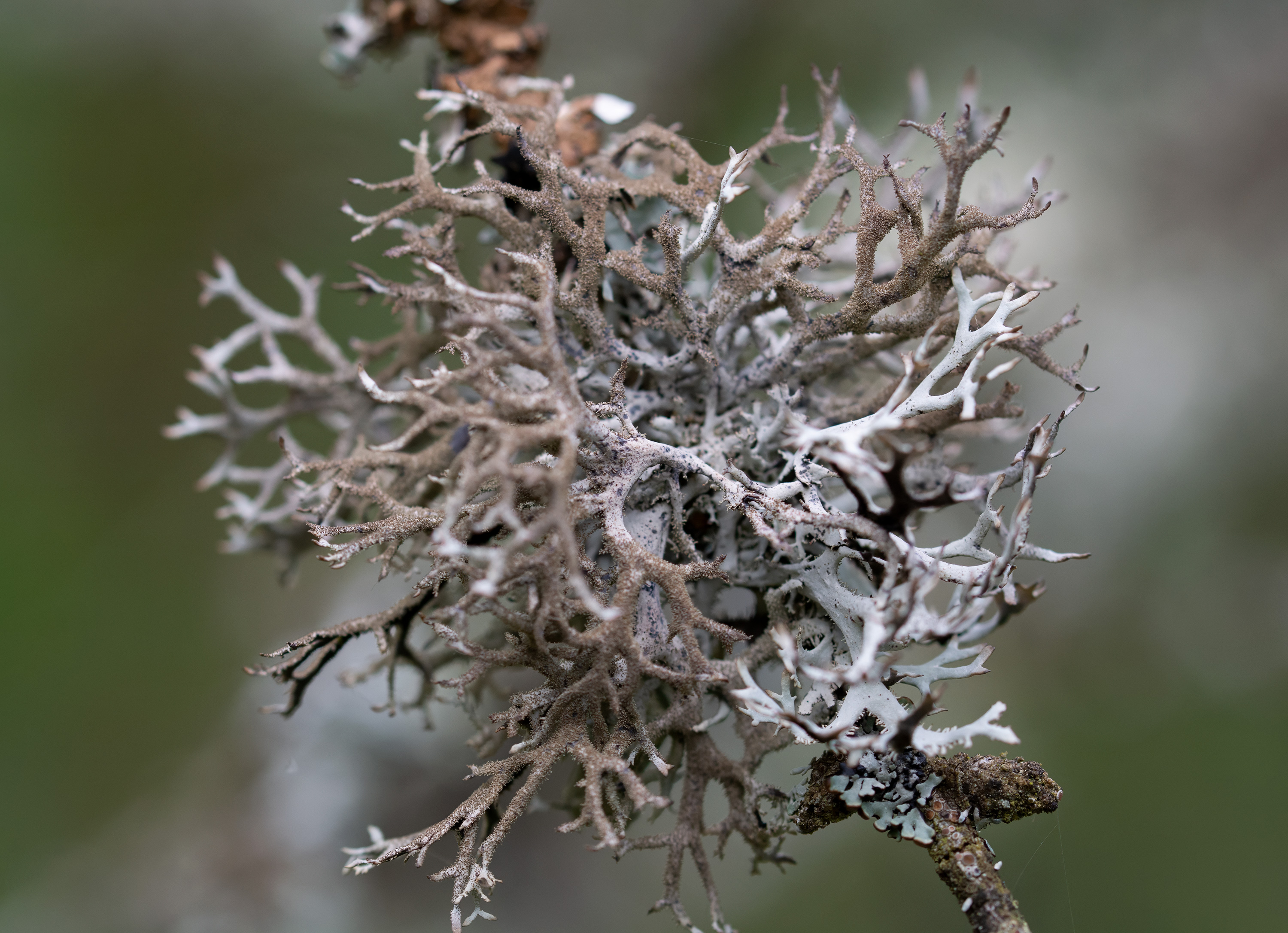 Pseudevernia furfuracea, Lärkeröd (Sweden). Photo: Lars-Salomon. CC BY-NC 4.0.