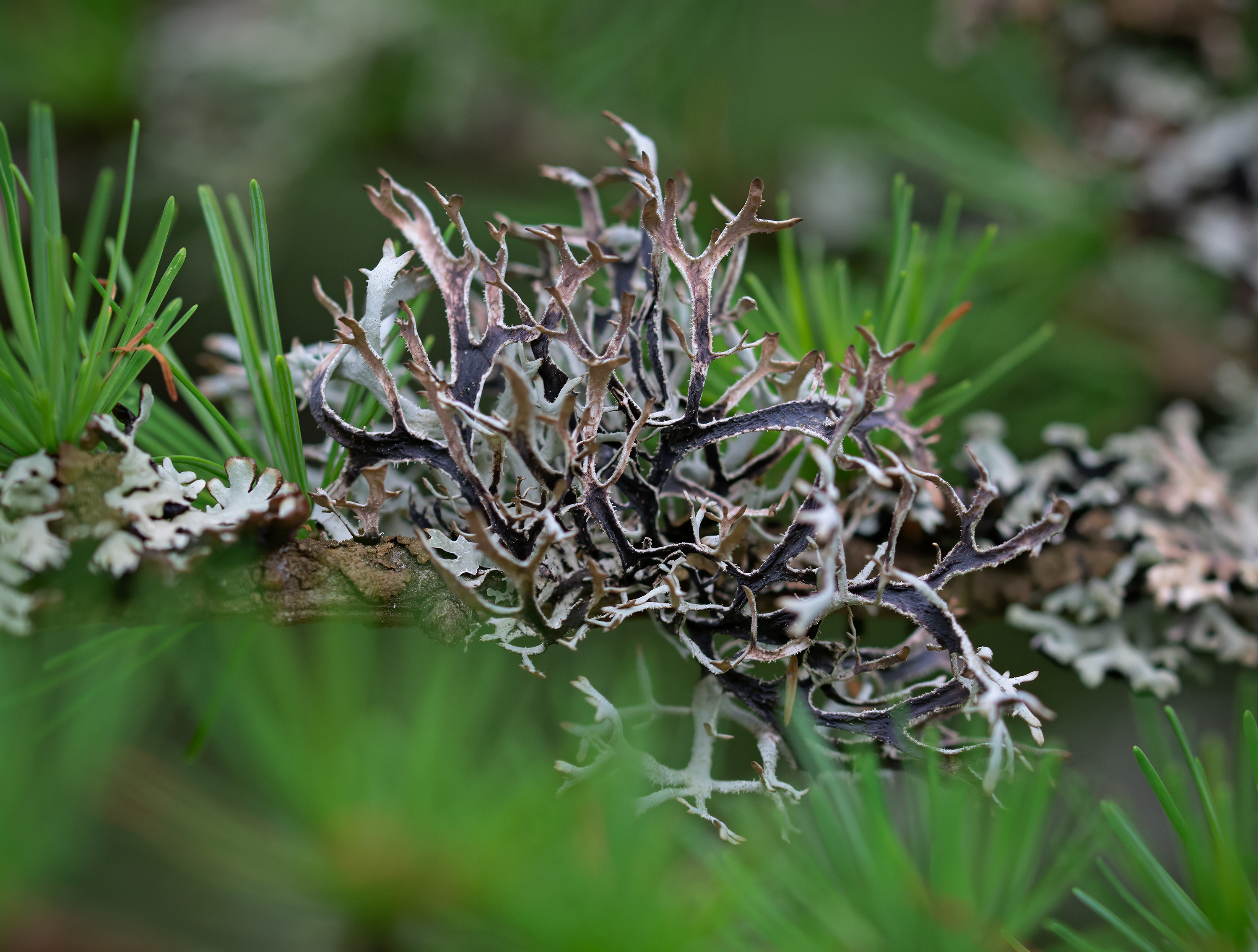 Pseudevernia furfuracea, Lärkeröd (Sweden). Photo: Lars-Salomon. CC BY-NC 4.0.