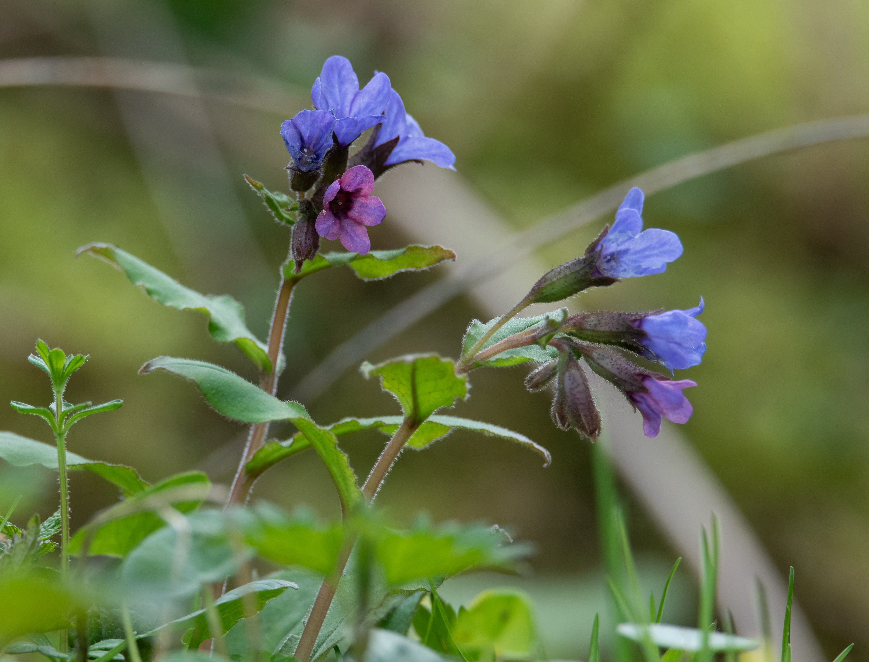 Pulmonaria obscura, Kullaberg (Sweden). Photo: Lars-Salomon. CC BY-NC 4.0