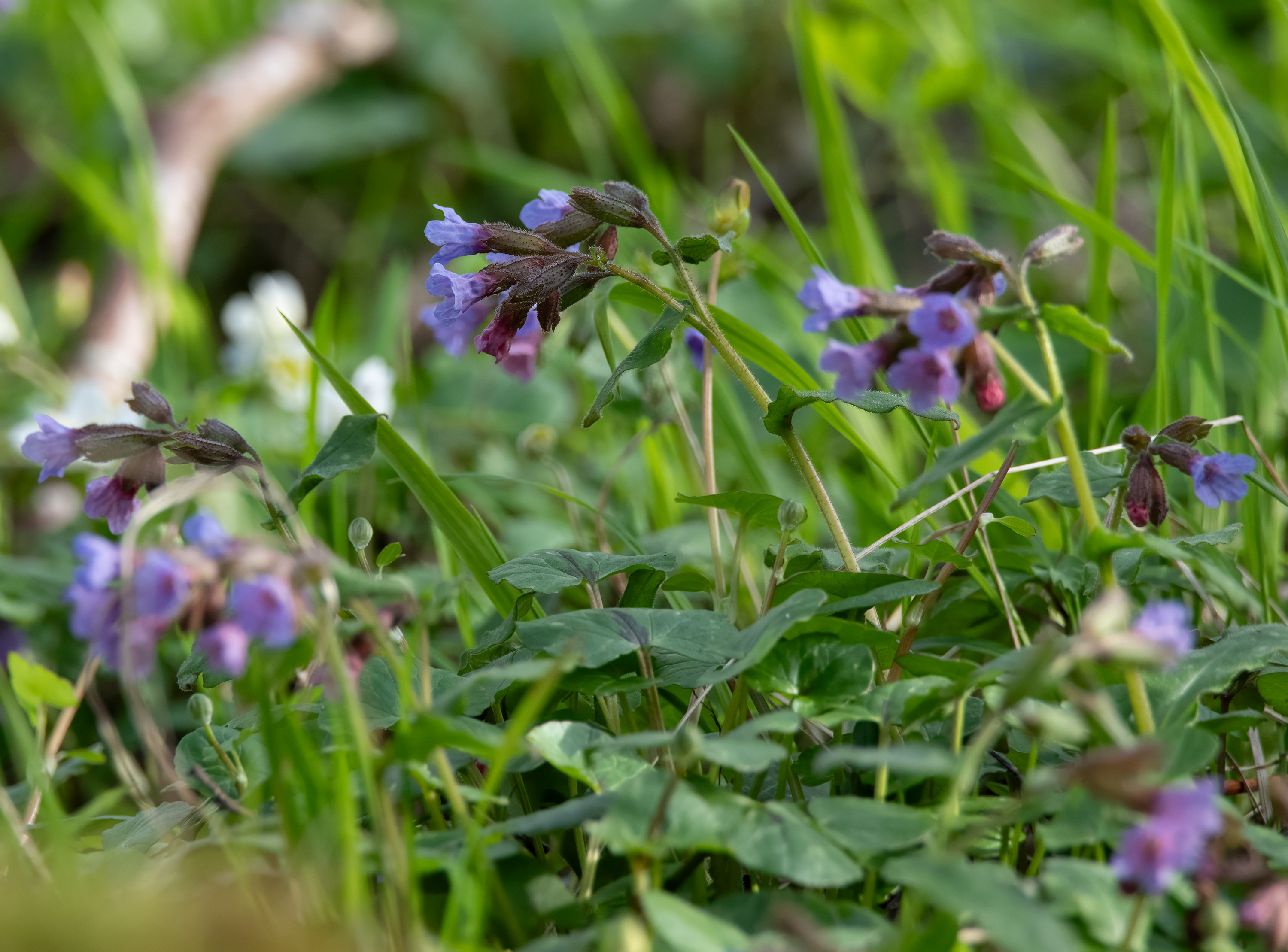 Pulmonaria obscura, Kullaberg (Sweden). Photo: Lars-Salomon. CC BY-NC 4.0