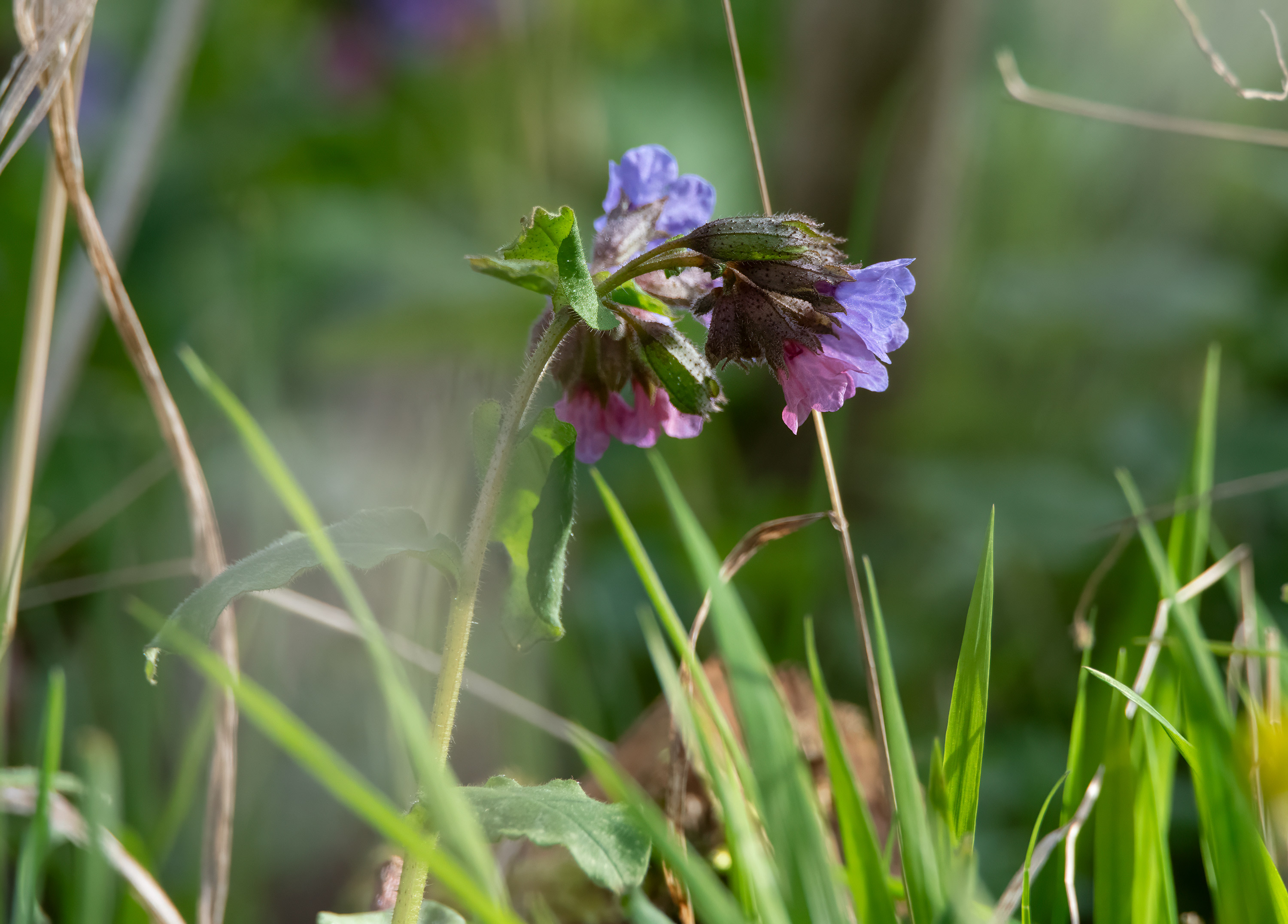 Pulmonaria obscura, Kullaberg (Sweden). Photo: Lars-Salomon. CC BY-NC 4.0