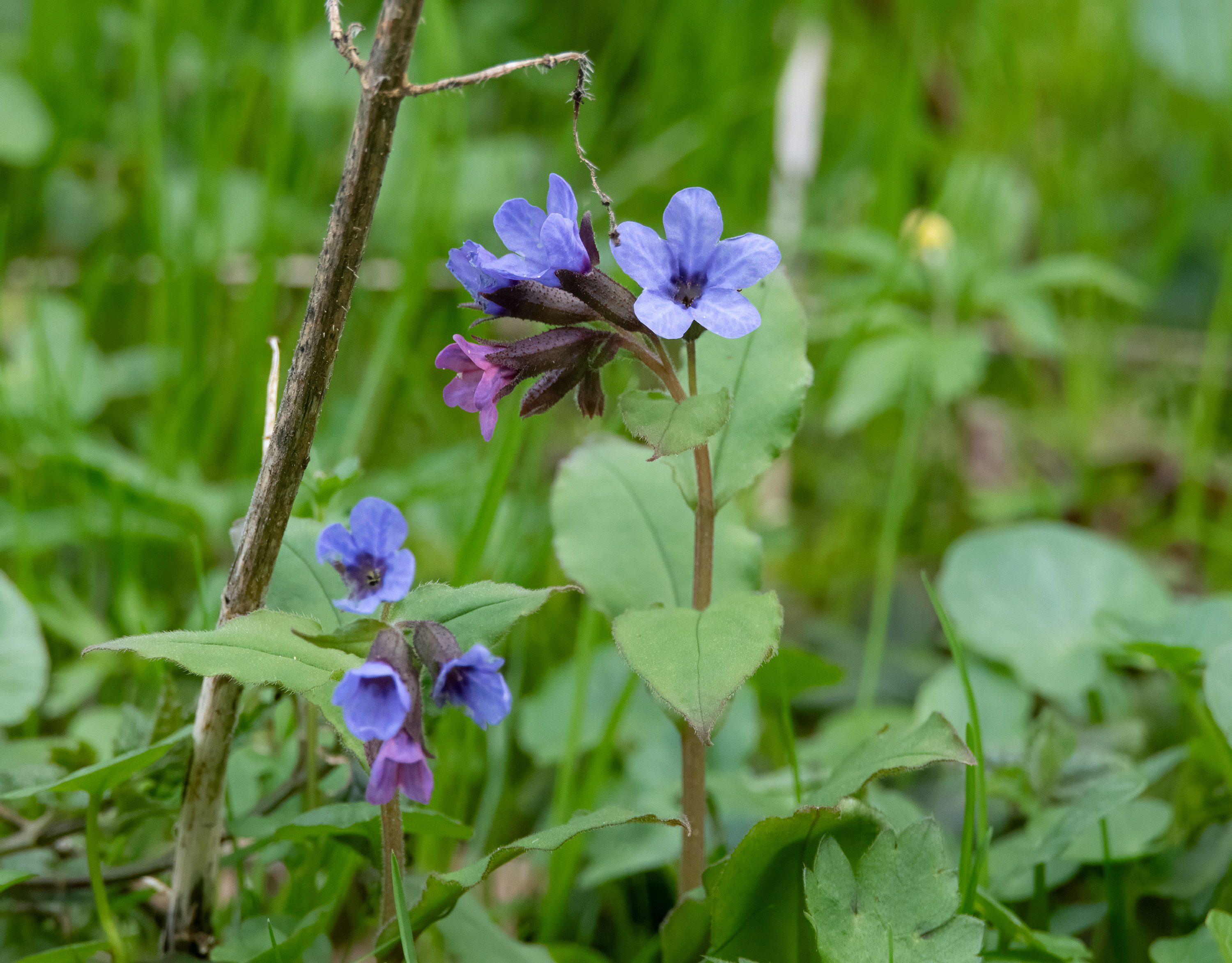 Pulmonaria obscura, Kullaberg (Sweden). Photo: Lars-Salomon. CC BY-NC 4.0