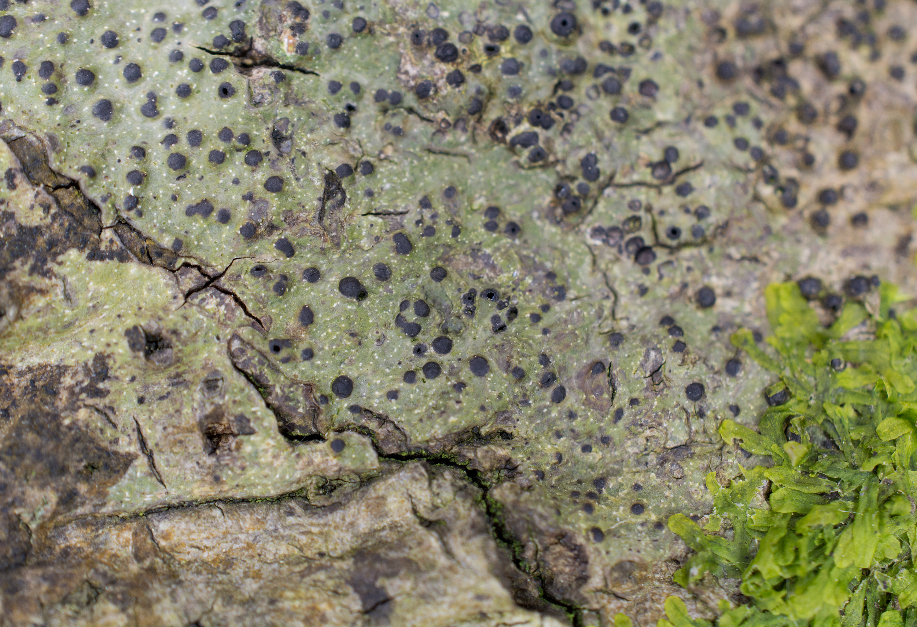 Pyrenula nitida, Kullaberg (Sweden). Photo: Lars Salomon. CC BY-NC 4.0.