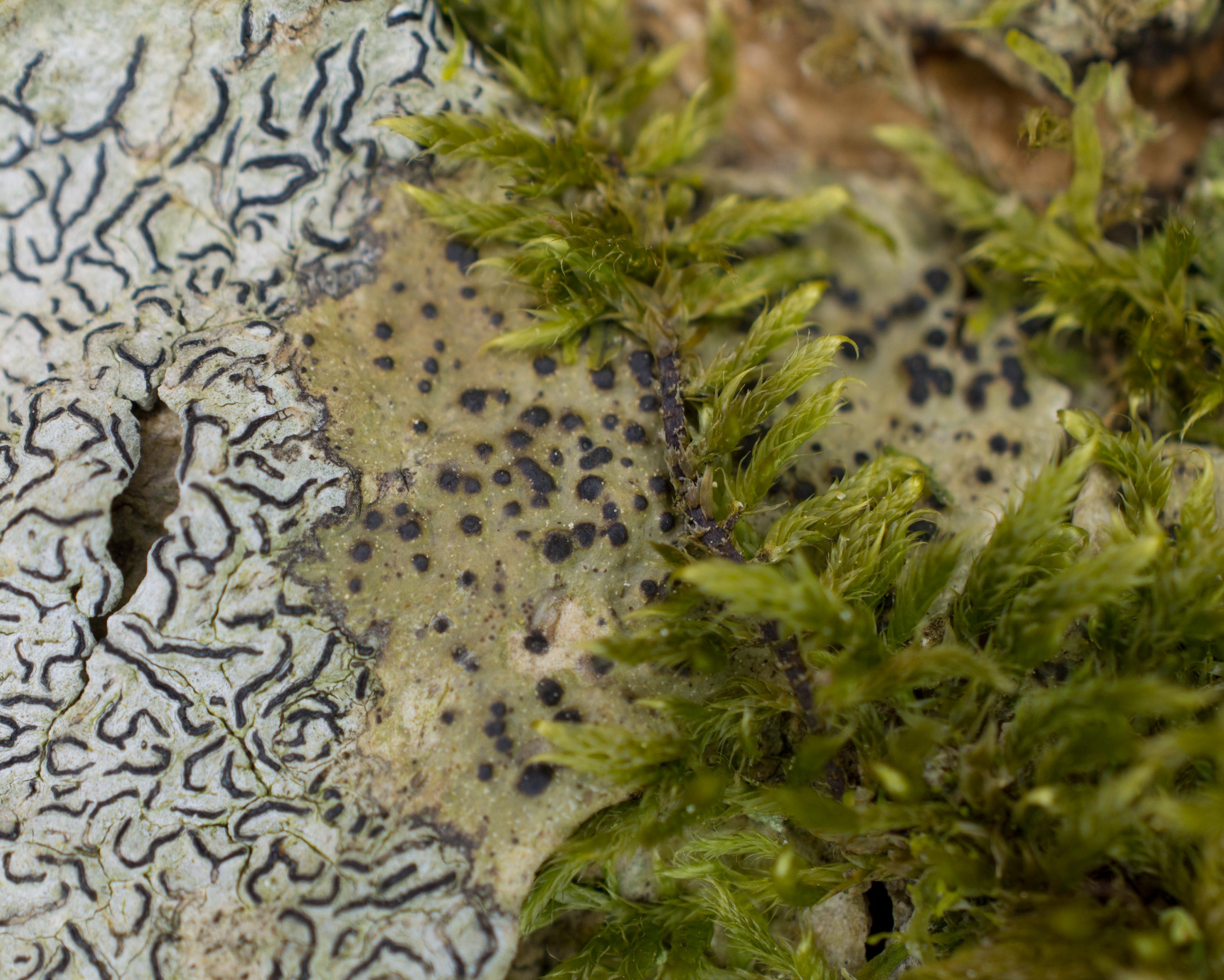 Pyrenula nitidella, Dalby Söderskog National Park (Sweden). Photo: Lars Salomon. CC BY-NC 4.0.