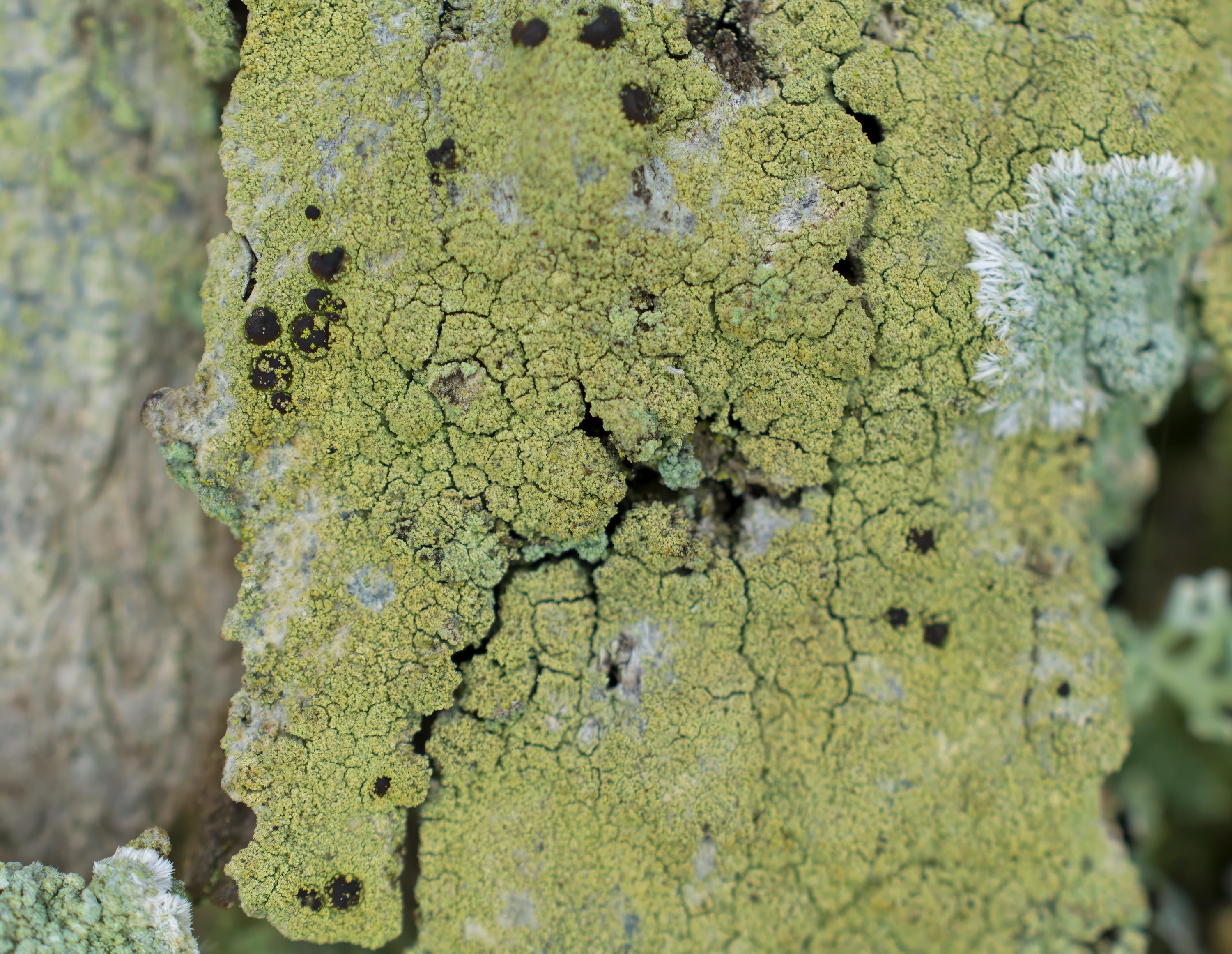 Pyrrhospora quernea, Kulla Gunnarstorp (Sweden). Photo: Lars Salomon. CC BY-NC 4.0.