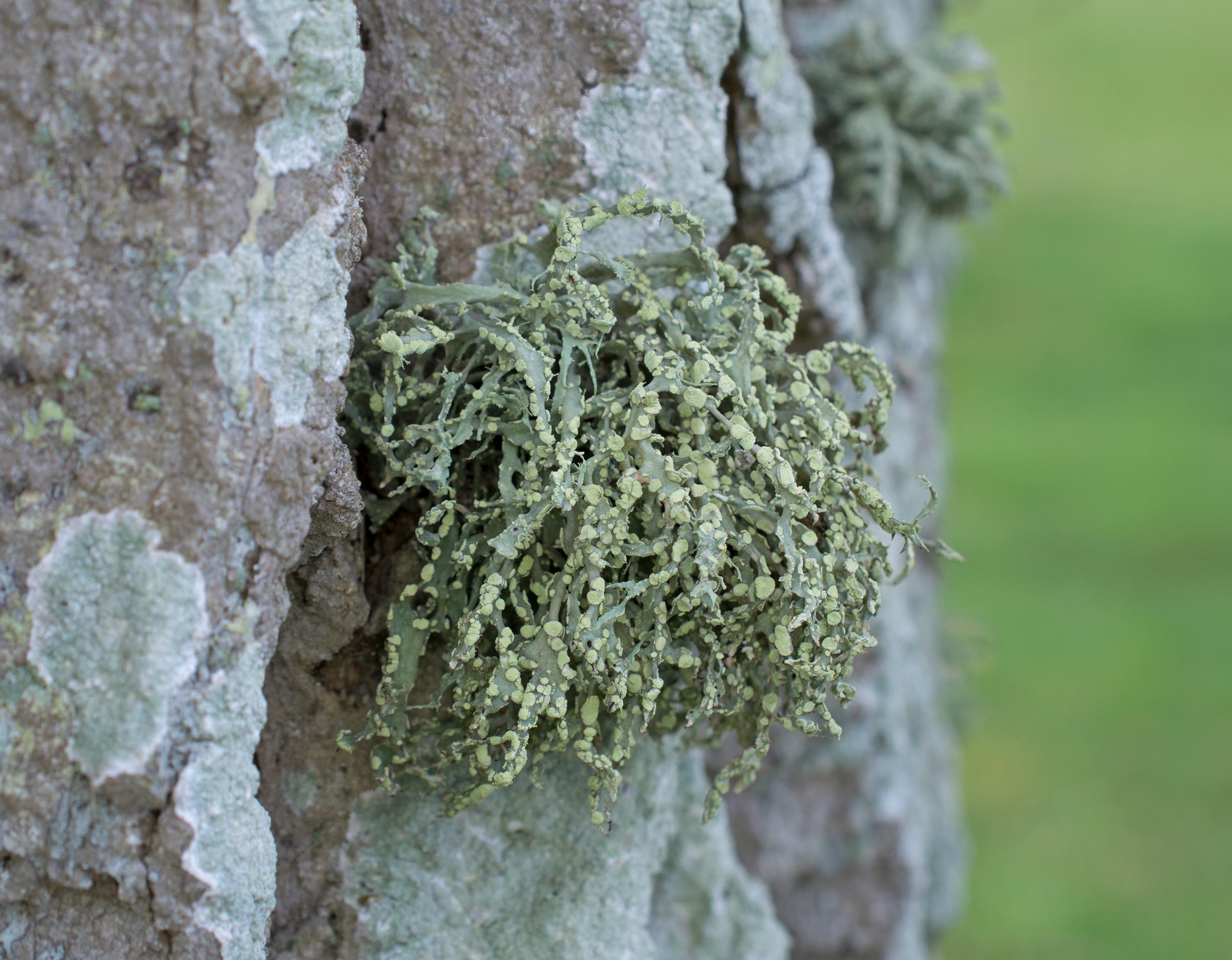 Ramalina farinacea, Kulla Gunnarstorp (Sweden). Photo: Lars Salomon. CC BY-NC 4.0.