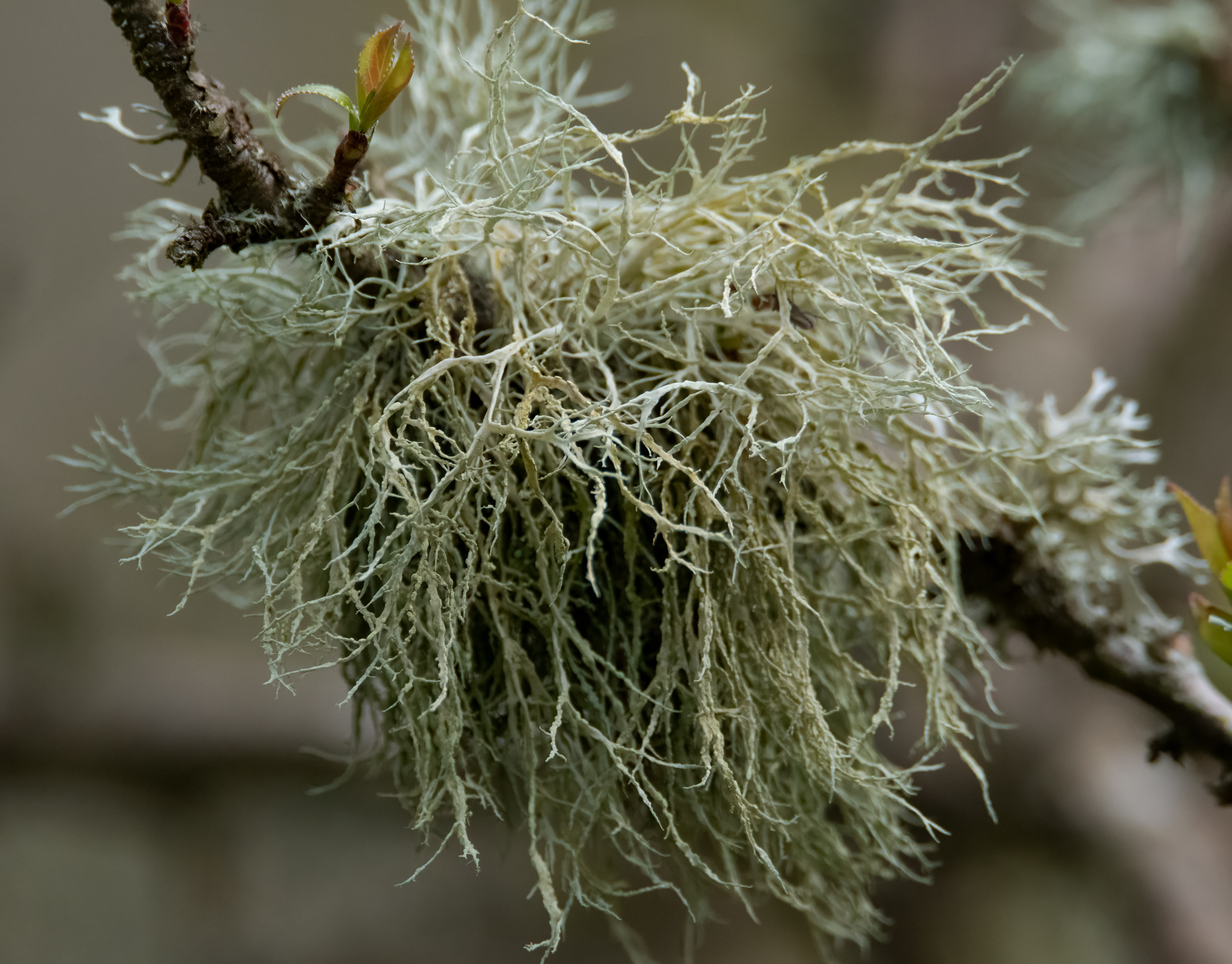 Ramalina farinacea, Kullaberg (Sweden). Photo: Lars Salomon. CC BY-NC 4.0.