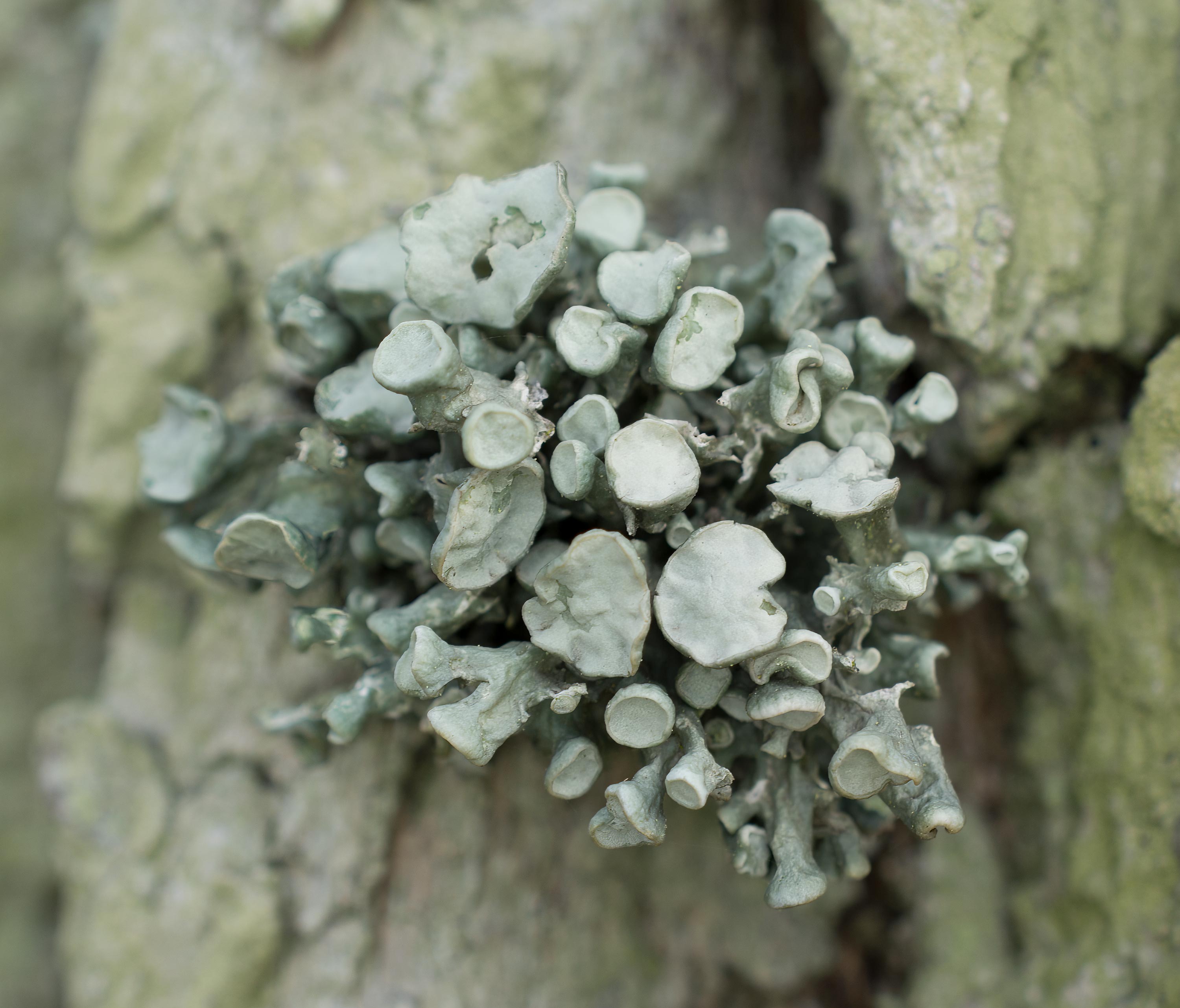 Ramalina fastigiata, Kulla Gunnarstorp (Sweden). Photo: Lars Salomon. CC BY-NC 4.0.