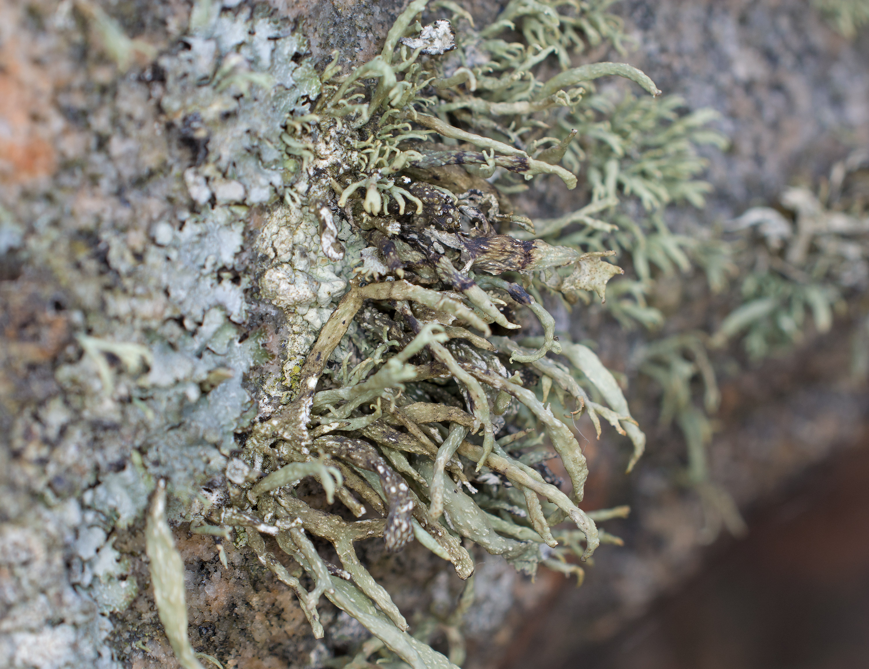 Ramalina siliquosa, Kullaberg (Sweden). Photo: Lars Salomon. CC BY-NC 4.0.